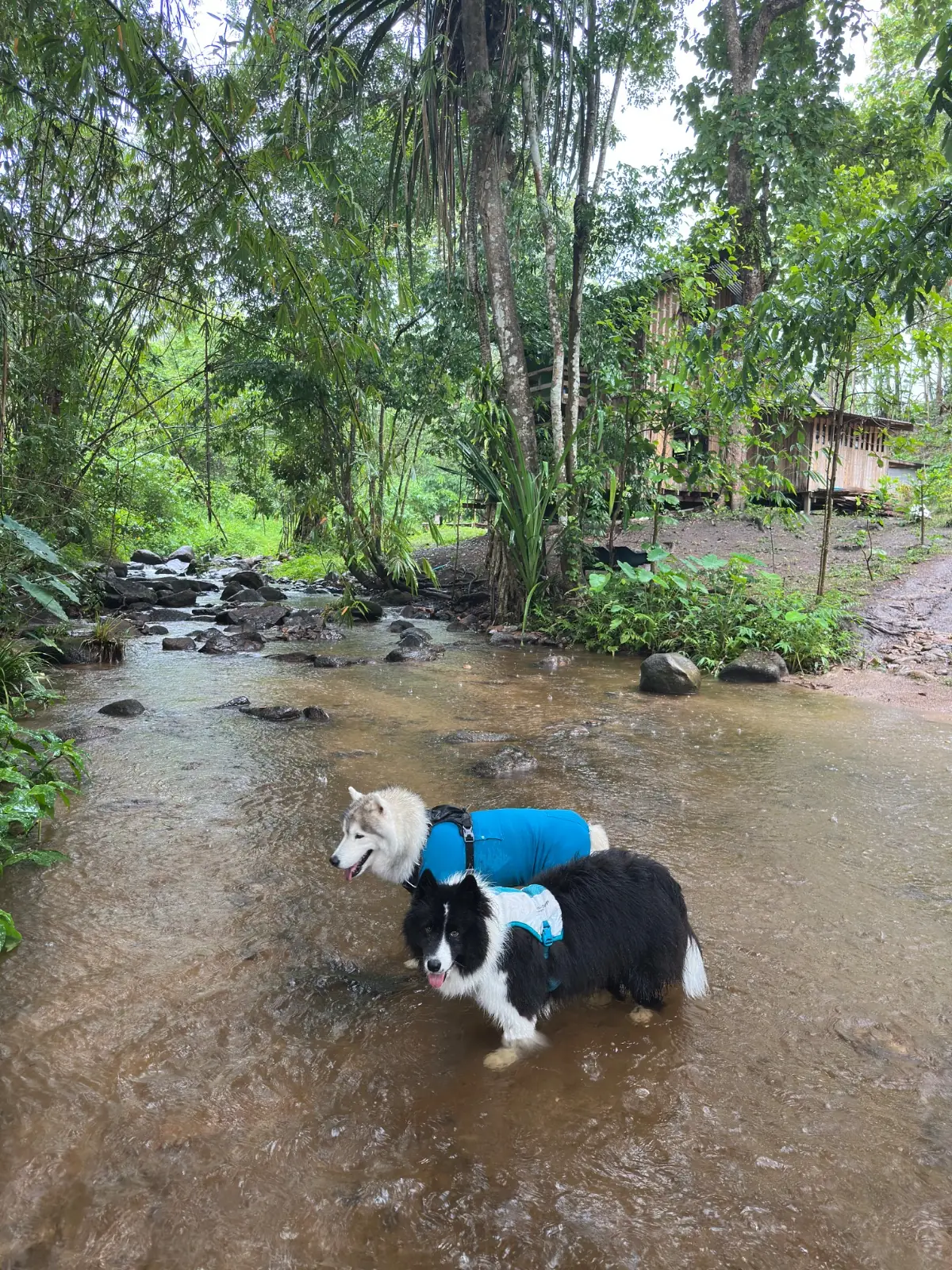 สถานที่กางเต็นท์ บ้านสวนริมธาร pets image 1