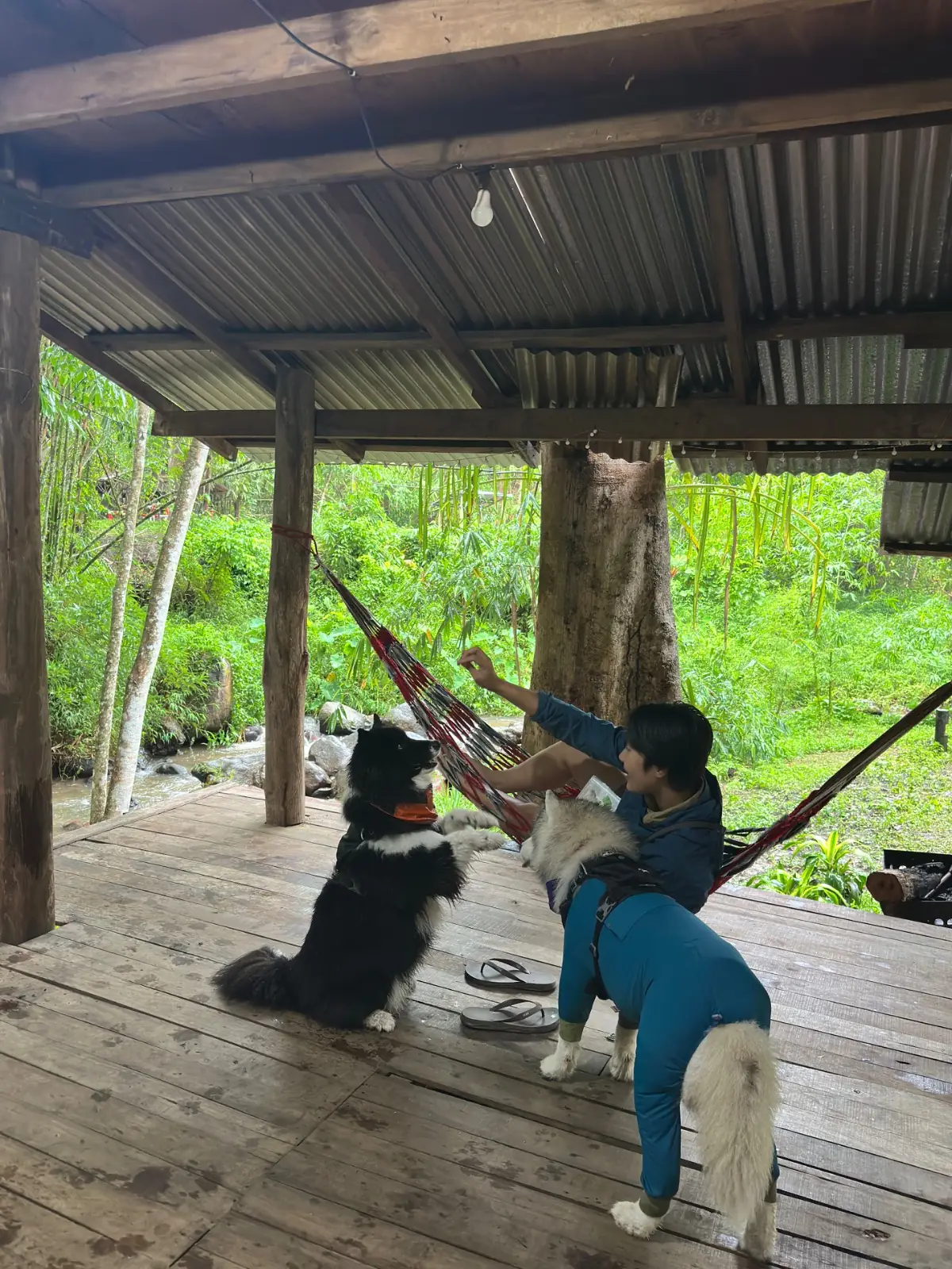 สถานที่กางเต็นท์ บ้านสวนริมธาร pets image 2