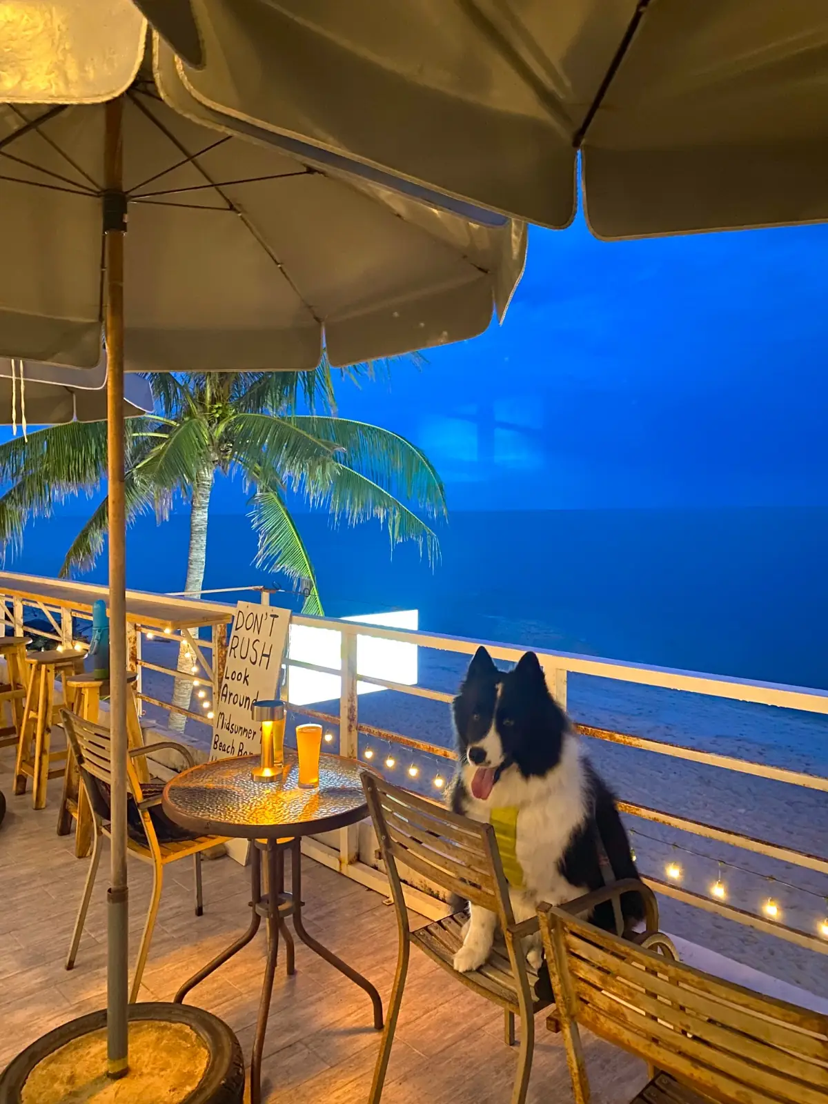 Midsummer Beach Bar pets image 3
