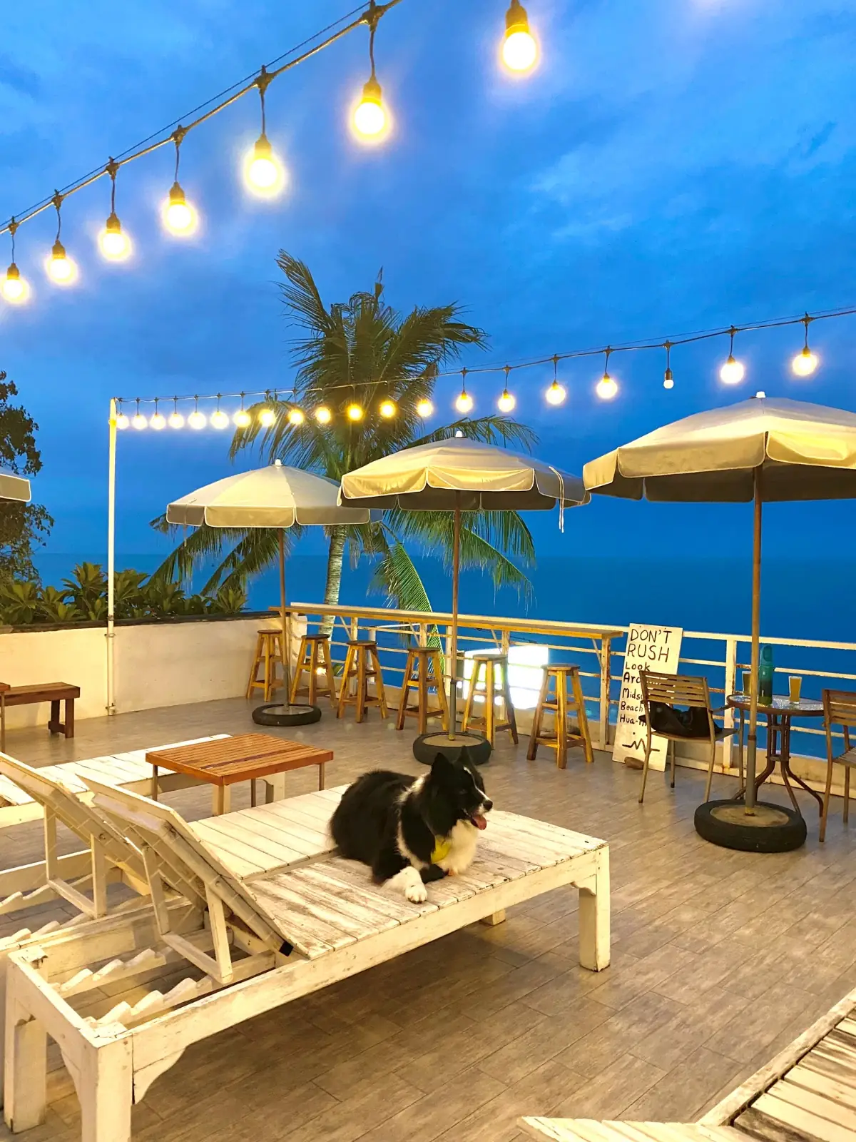 Midsummer Beach Bar pets image 1