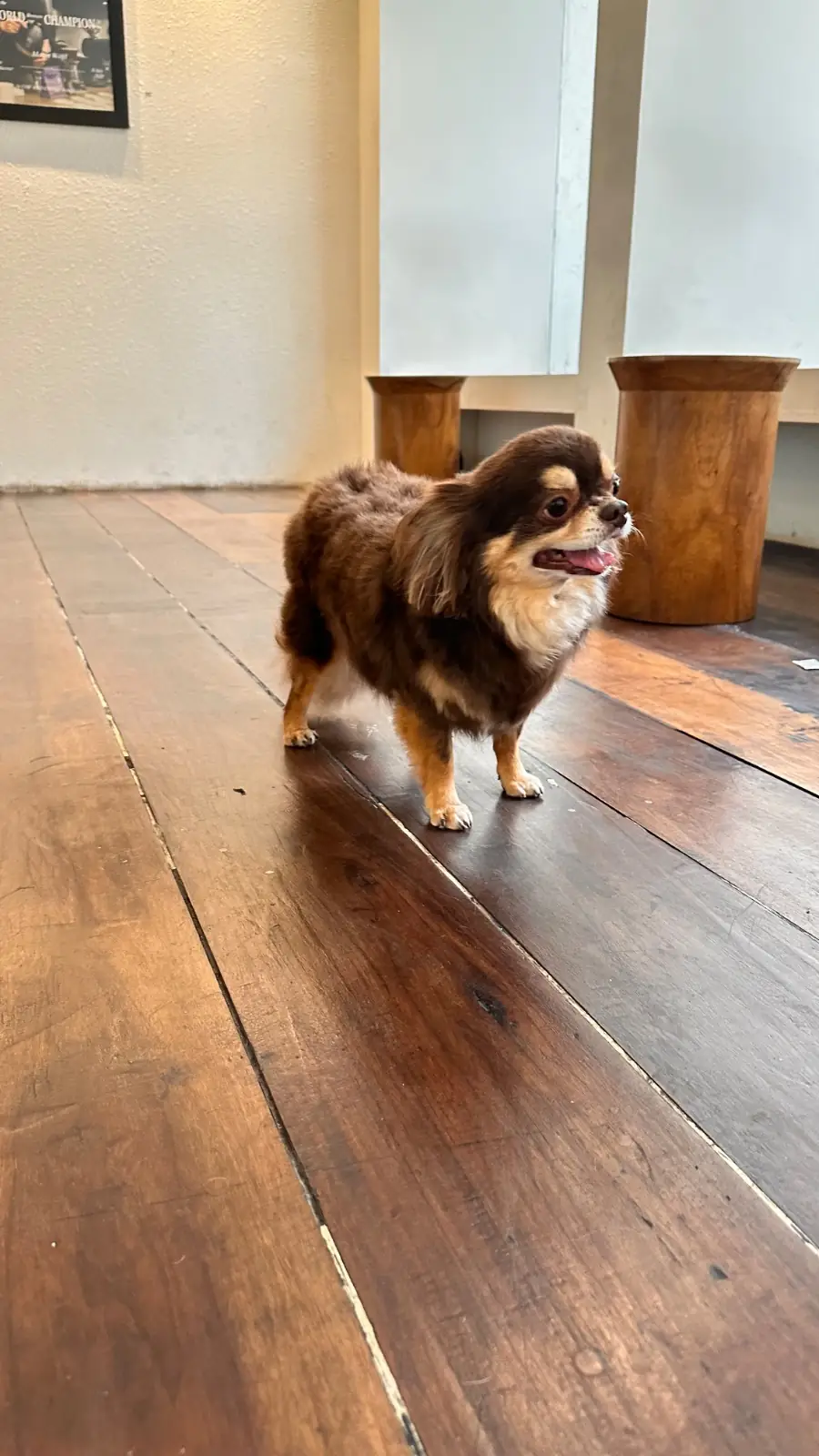 COF AND COW pets image 1