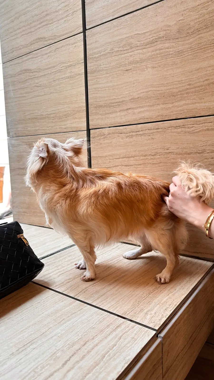 COF AND COW pets image 2