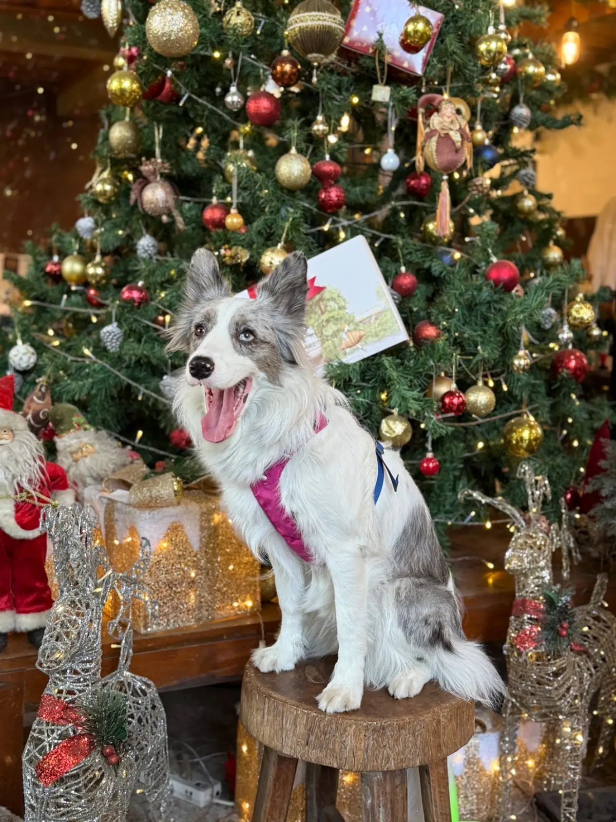 เถียงนา คอฟฟี่ แอนด์ เบเกอรี่ ฟาร์ม pets image 2