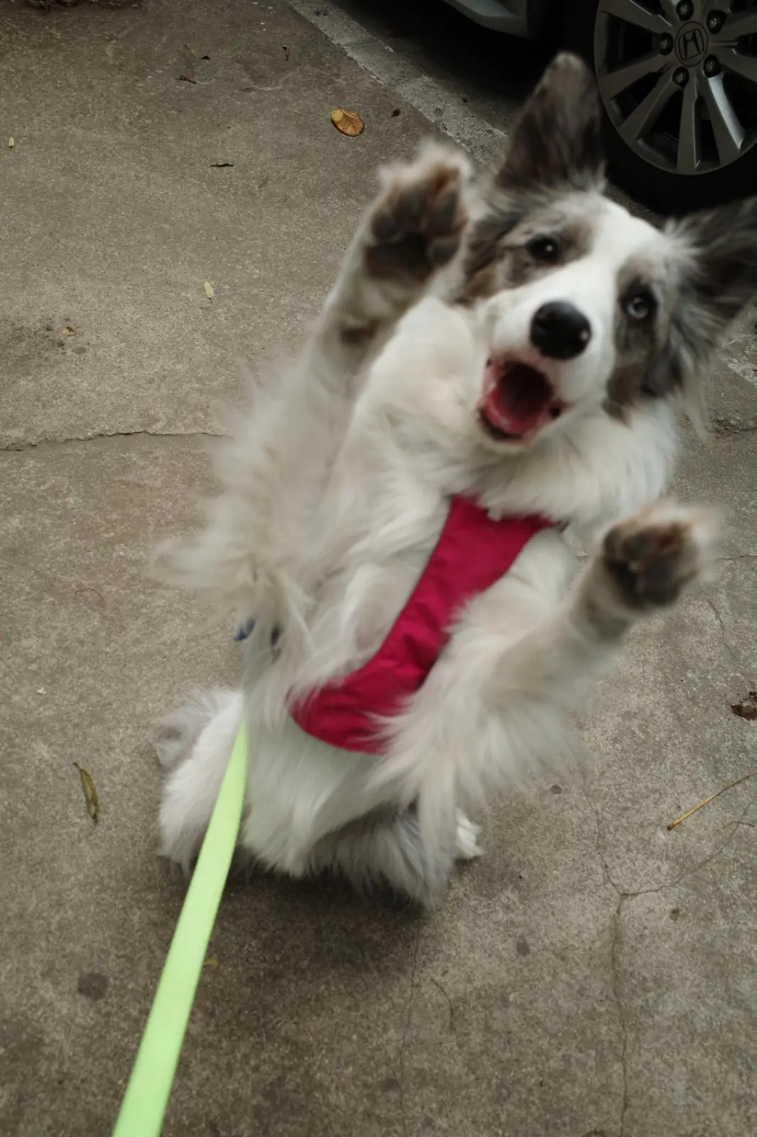 เถียงนา คอฟฟี่ แอนด์ เบเกอรี่ ฟาร์ม pets image 1