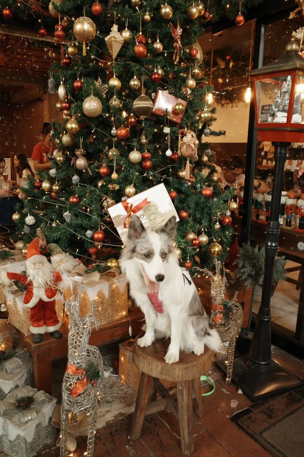 เถียงนา คอฟฟี่ แอนด์ เบเกอรี่ ฟาร์ม pets image 3