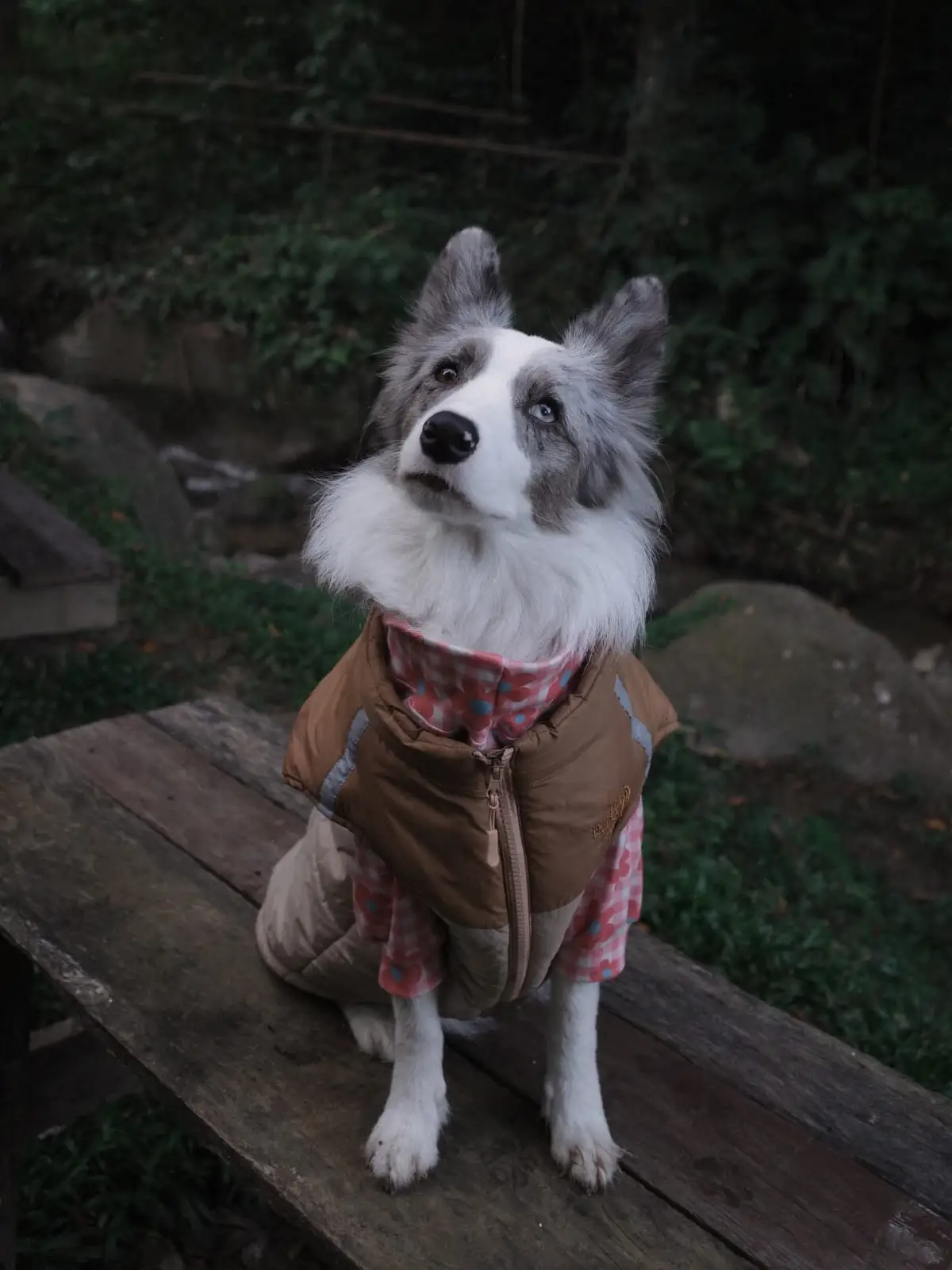 อุ้ยคำ โฮมสเตย์ เชียงดาว pets image 2