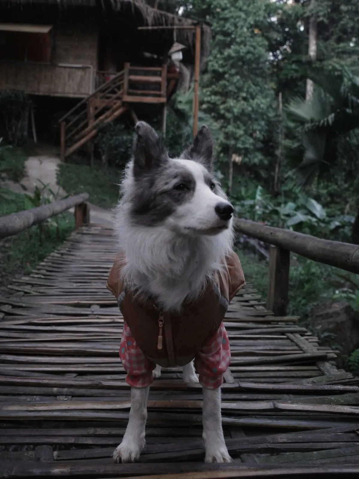 อุ้ยคำ โฮมสเตย์ เชียงดาว pets image 4