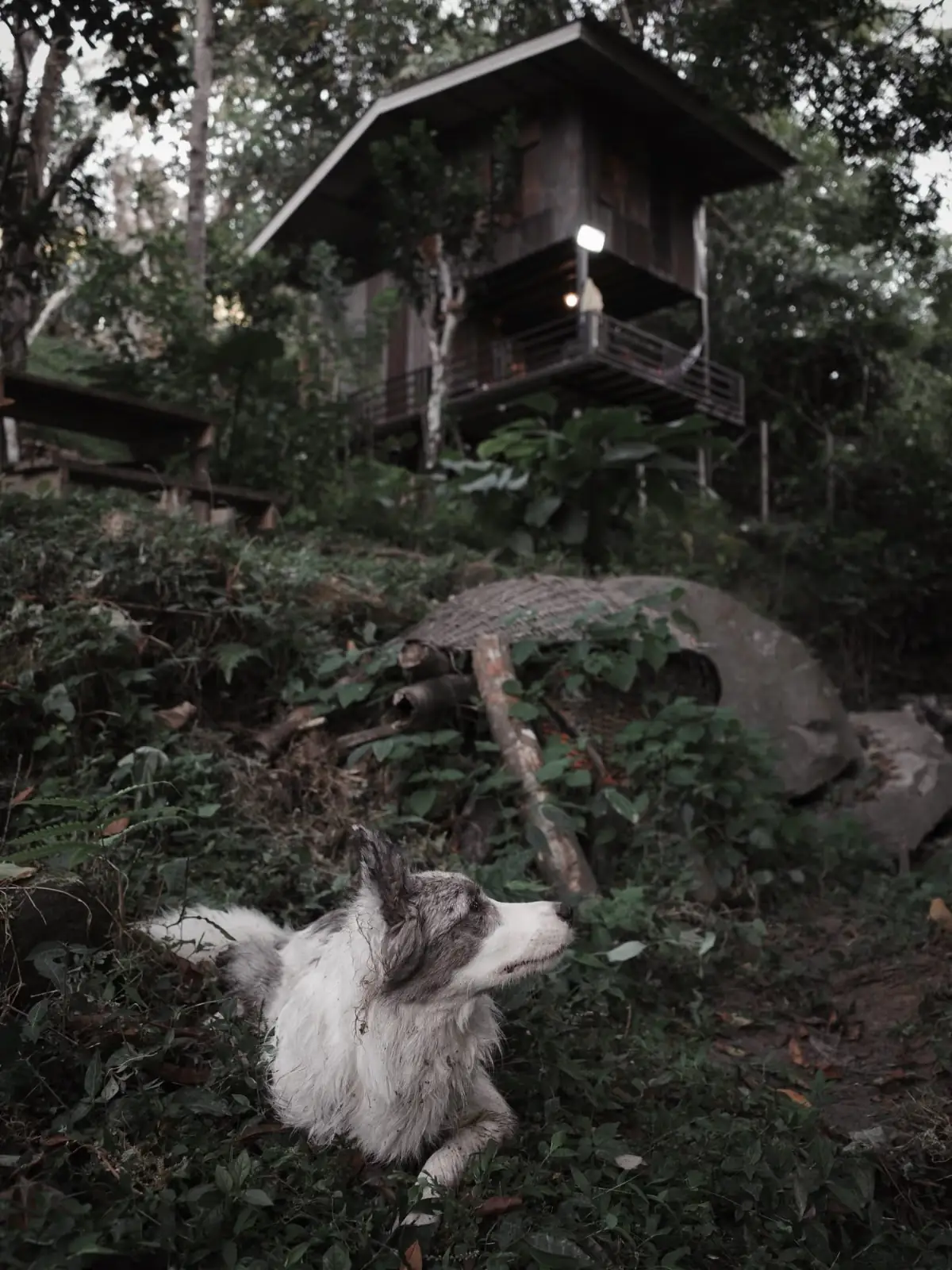 อุ้ยคำ โฮมสเตย์ เชียงดาว pets image 3