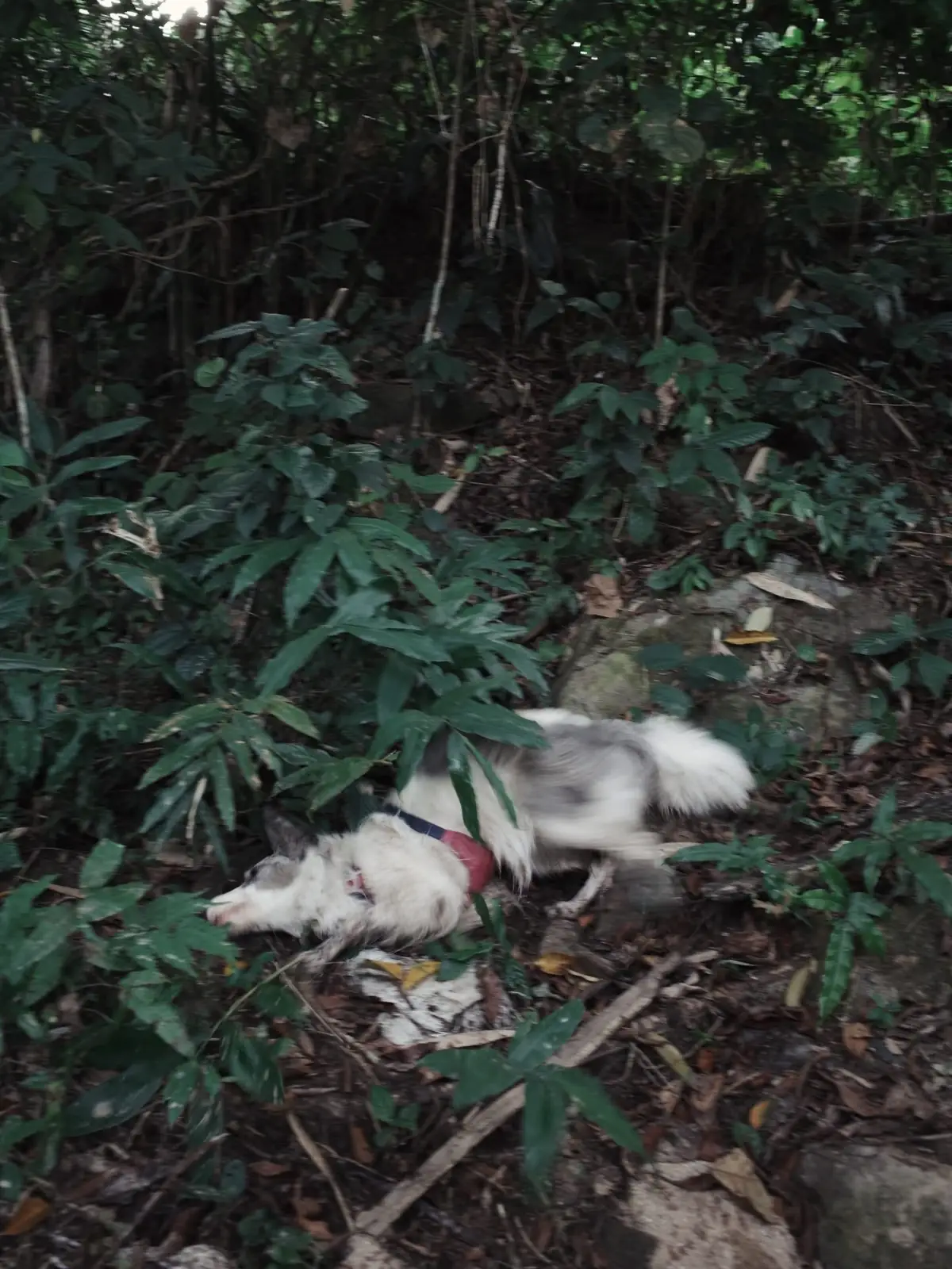 อุ้ยคำ โฮมสเตย์ เชียงดาว pets image 1