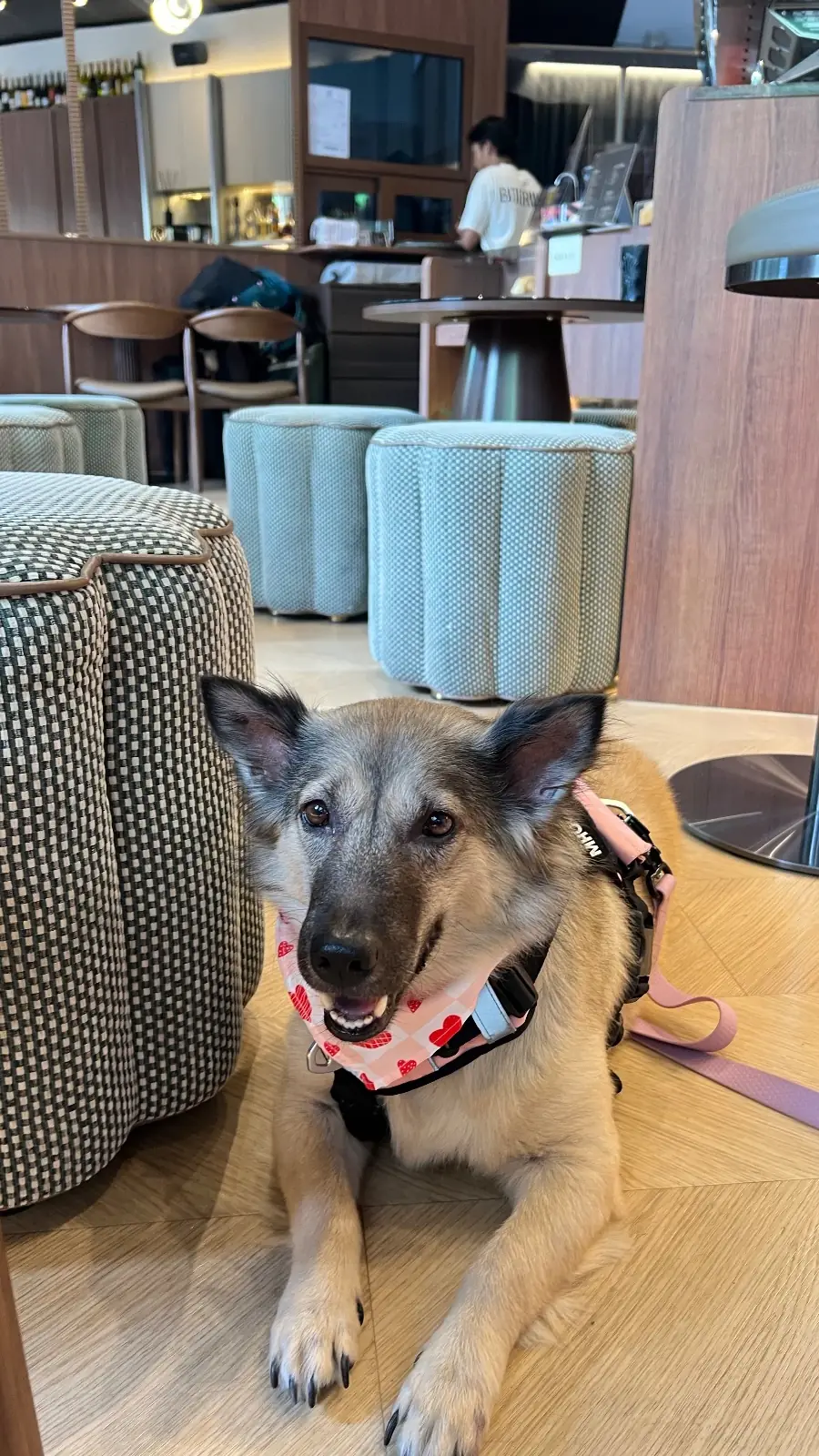 BITTERWELL pets image 2