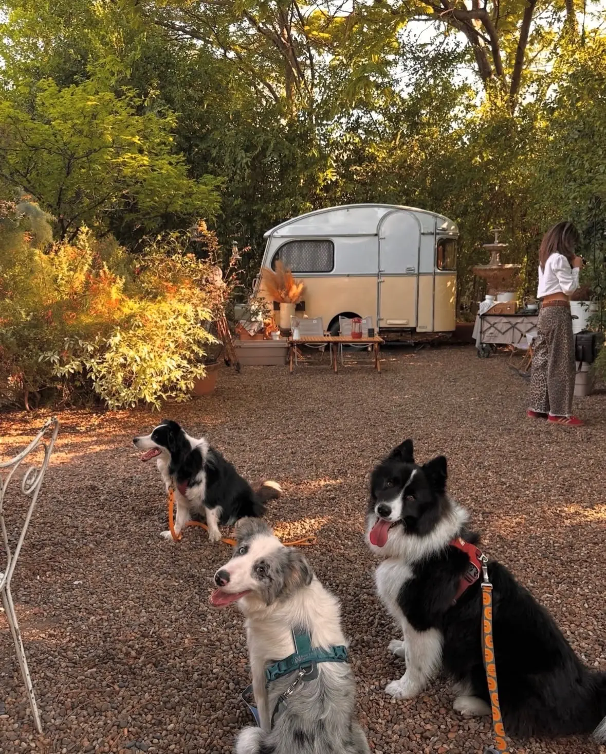 Slole Cafe & Garden pets image 3