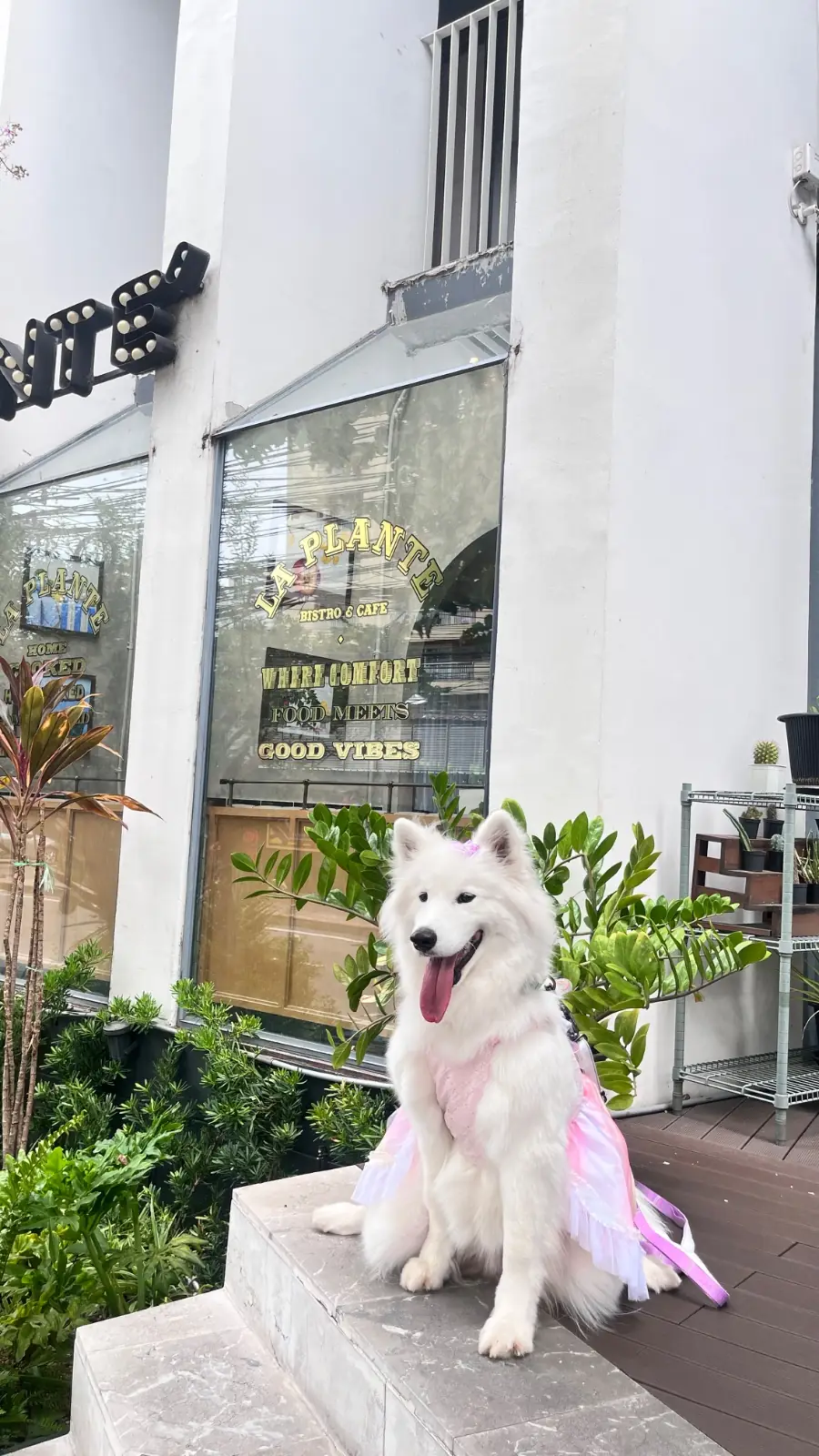 La Plante pets image 2