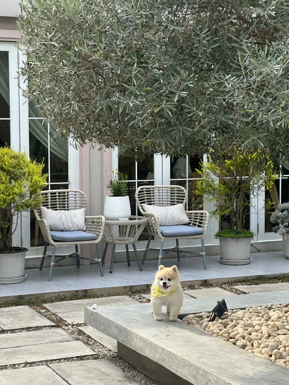 Oliva Cafe pets image 1