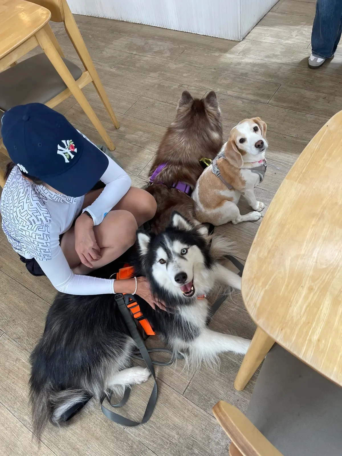 Oliva Cafe pets image 5