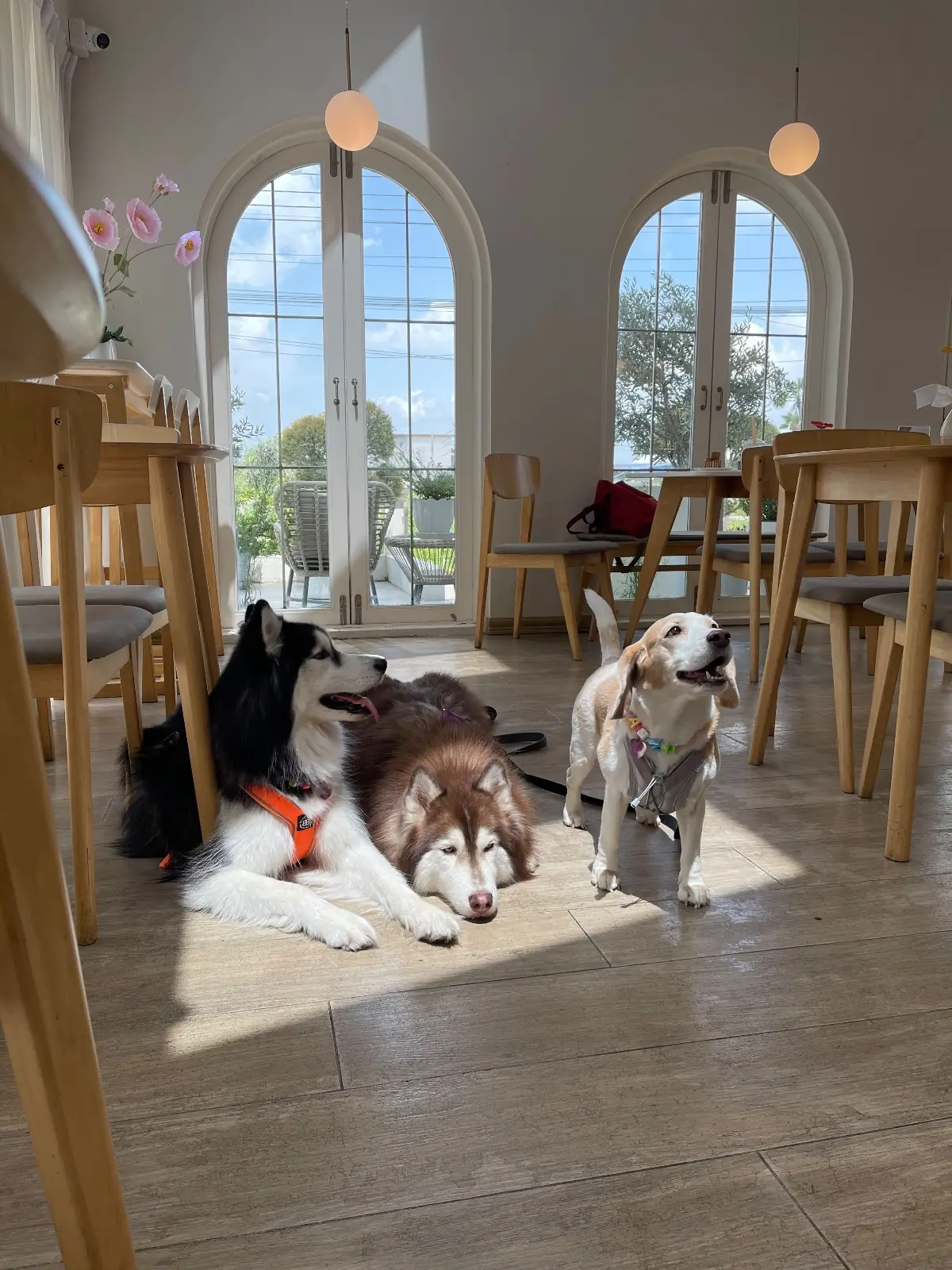 Oliva Cafe pets image 6
