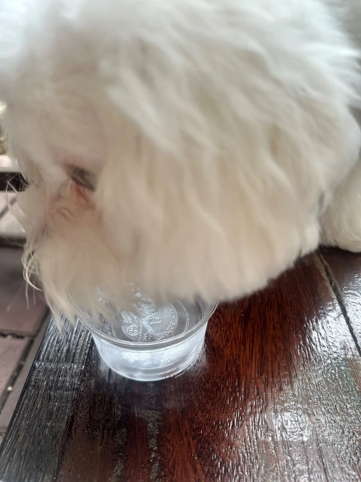 ใจดี Shrimp pets image 2