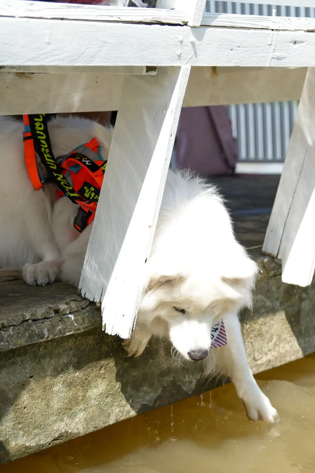 เกาะเกร็ด pets image 1