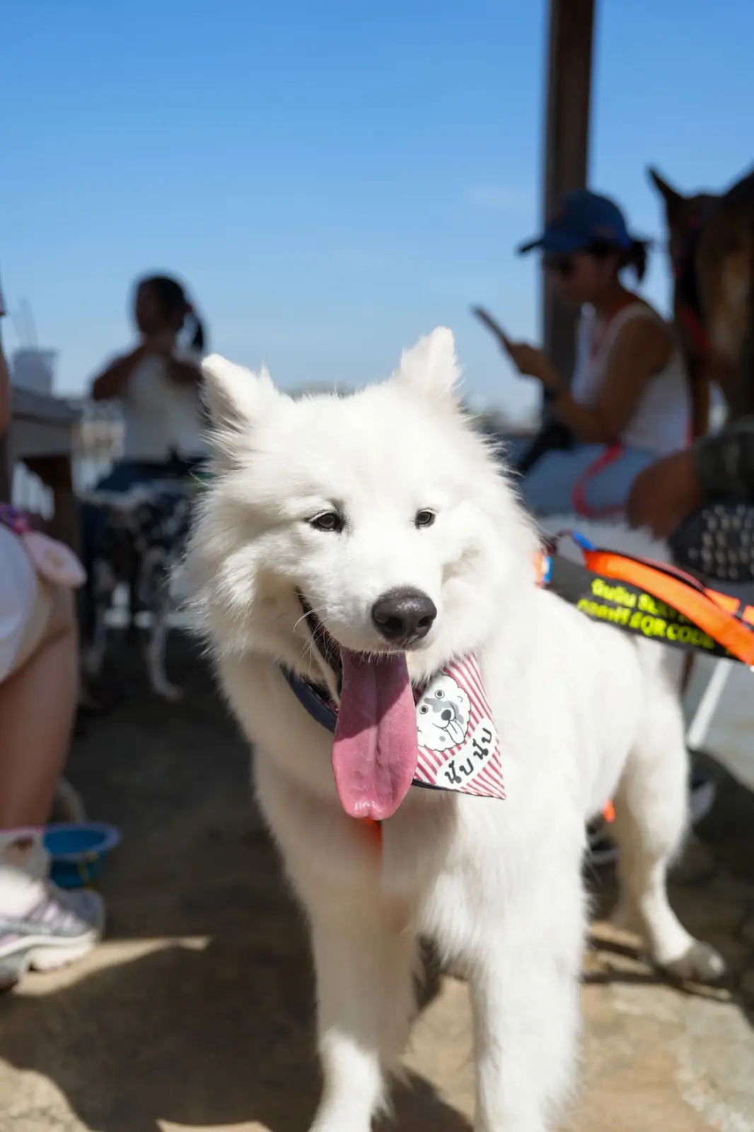 เกาะเกร็ด pets image 4