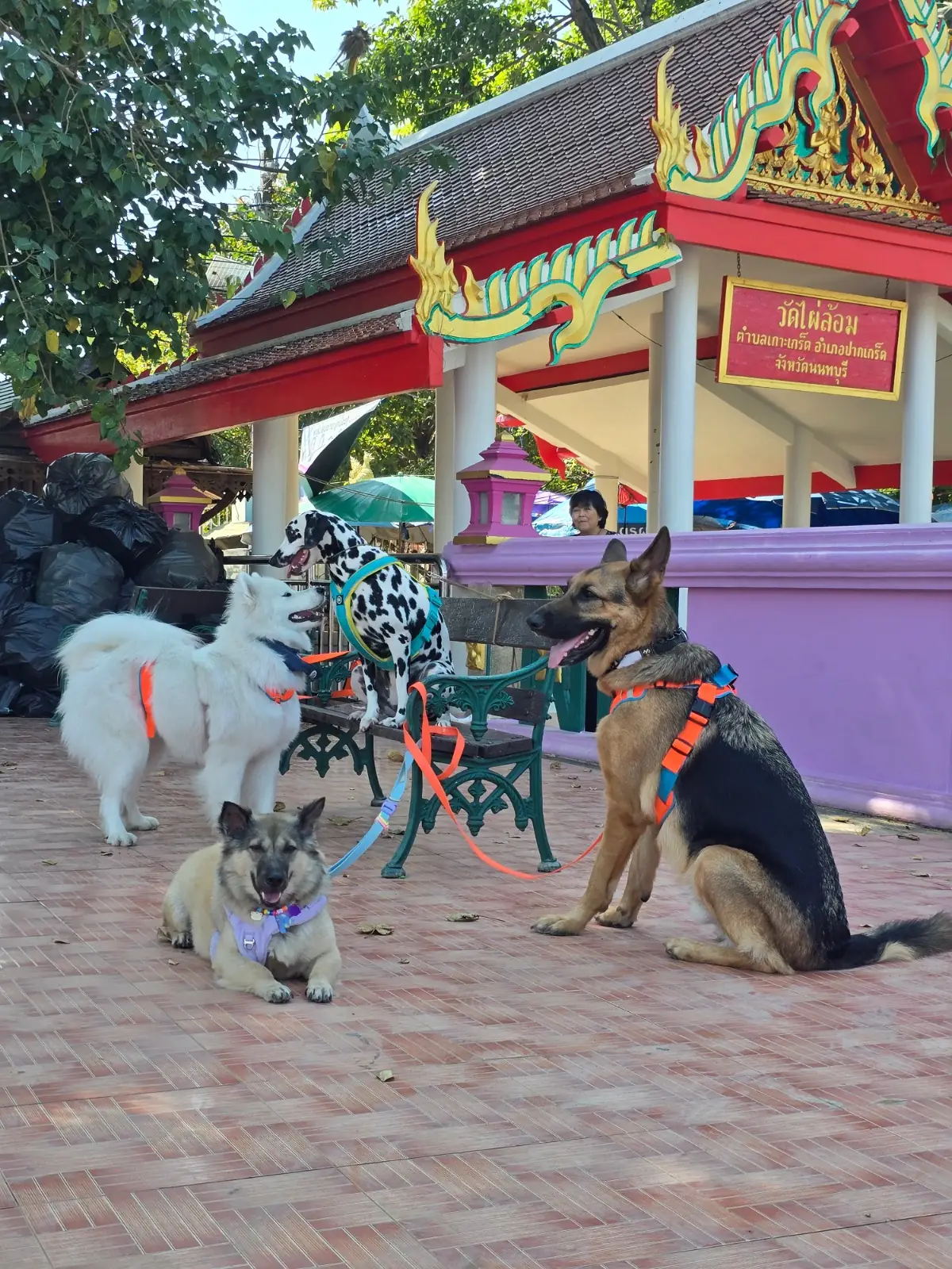 เกาะเกร็ด pets image 5