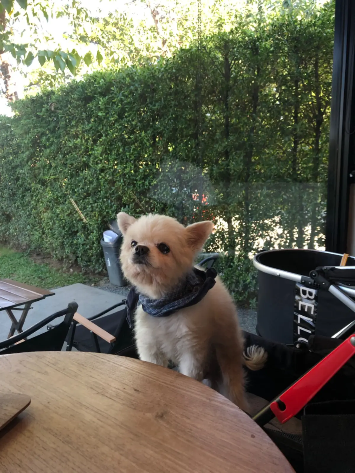 The Baristro Coffee Roaster pets image 4