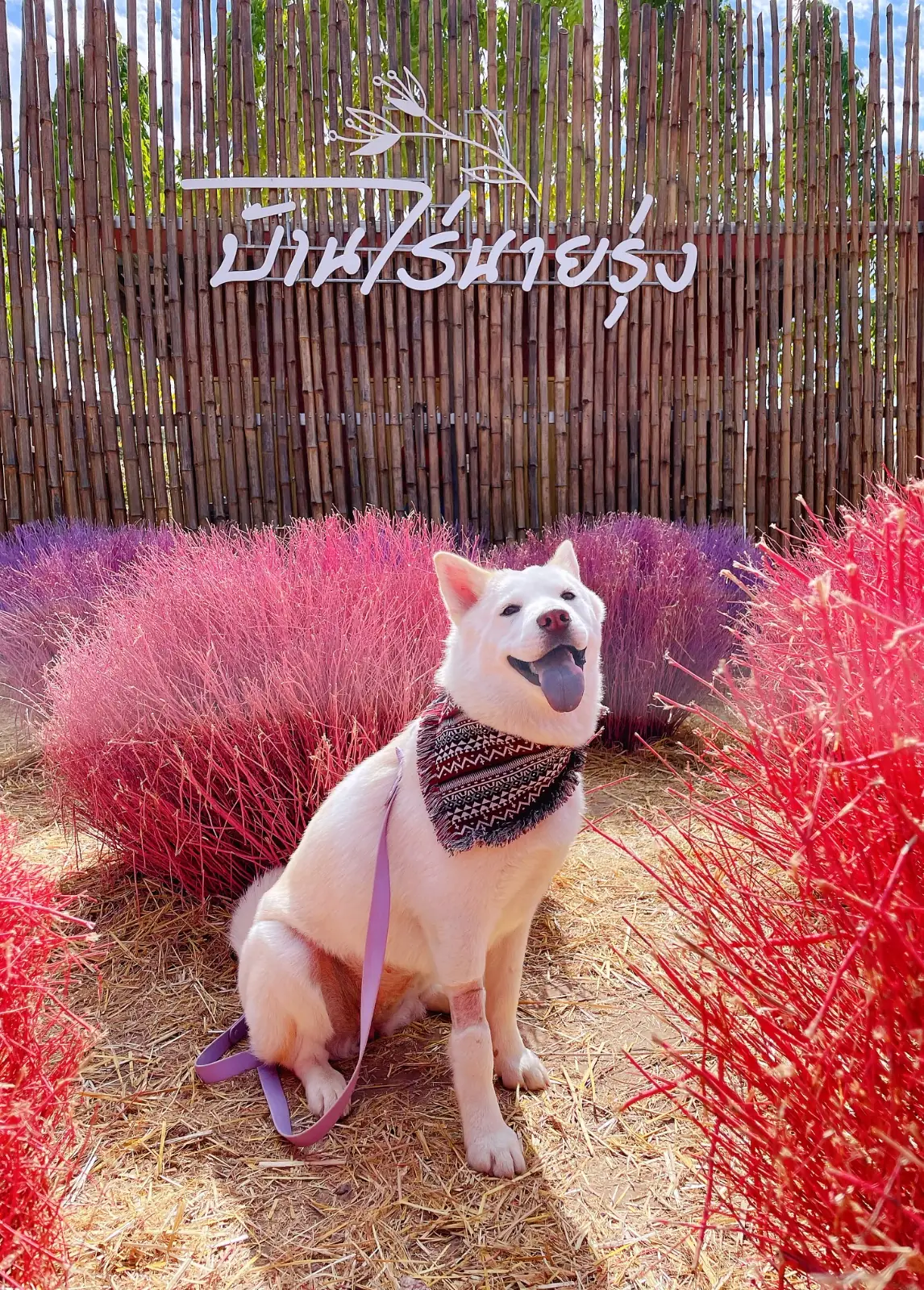 บ้านไร่นายรุ่ง Baan Rai Nai Rung pets image 1