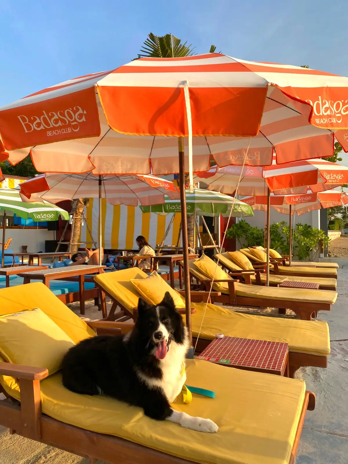 Badasga Beach Club pets image 6