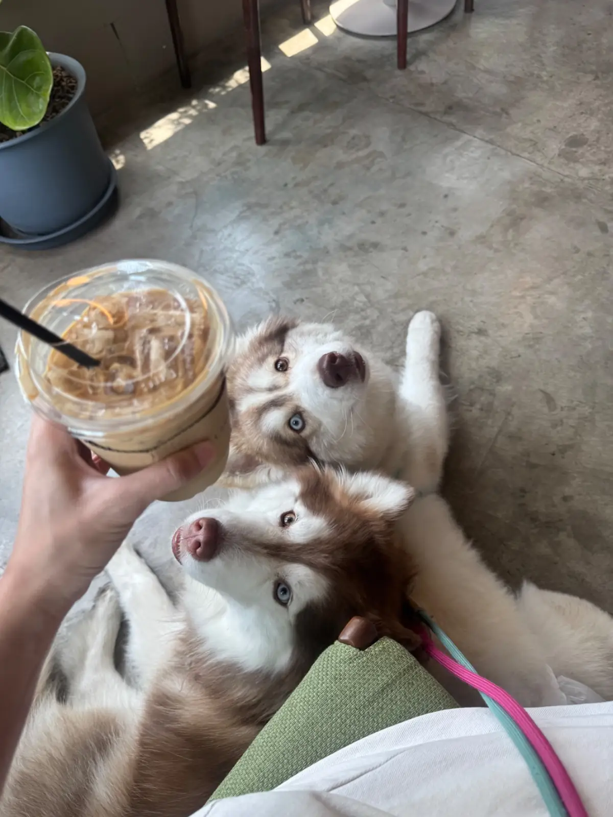 unclebrowncoffee&art craft - ลำลูกกา pets image 1