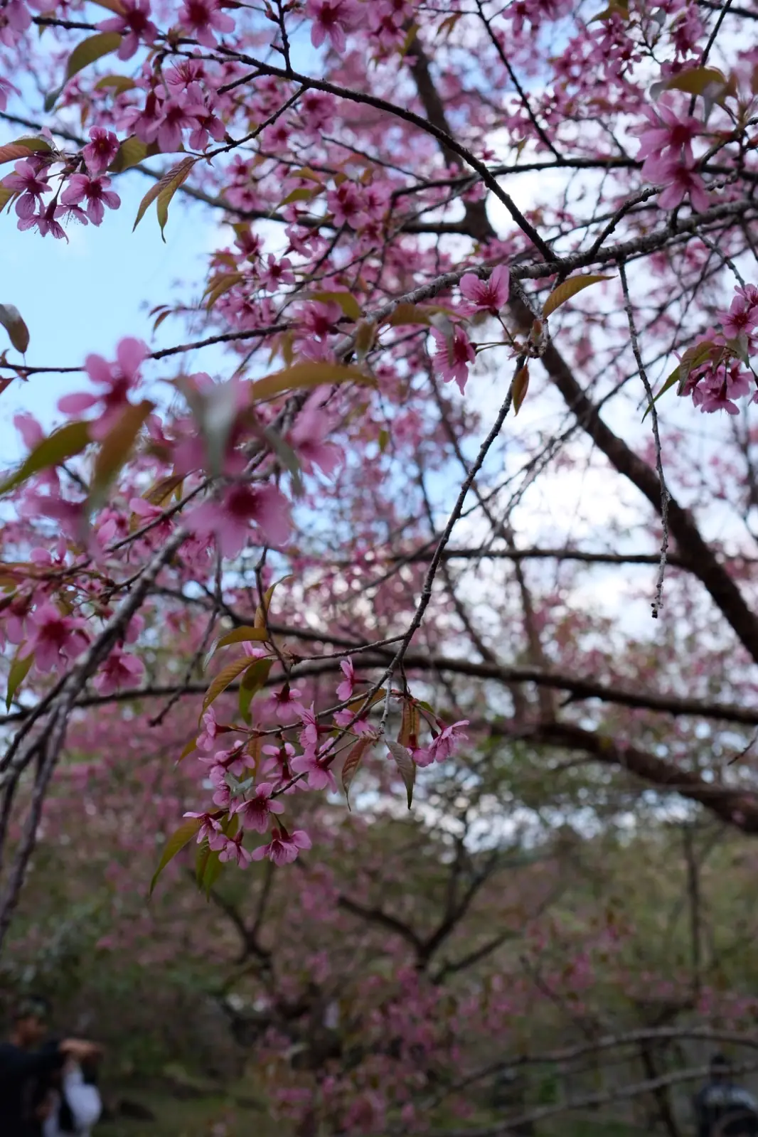 ไร่ชาดอยอินทนนท์ other image 2