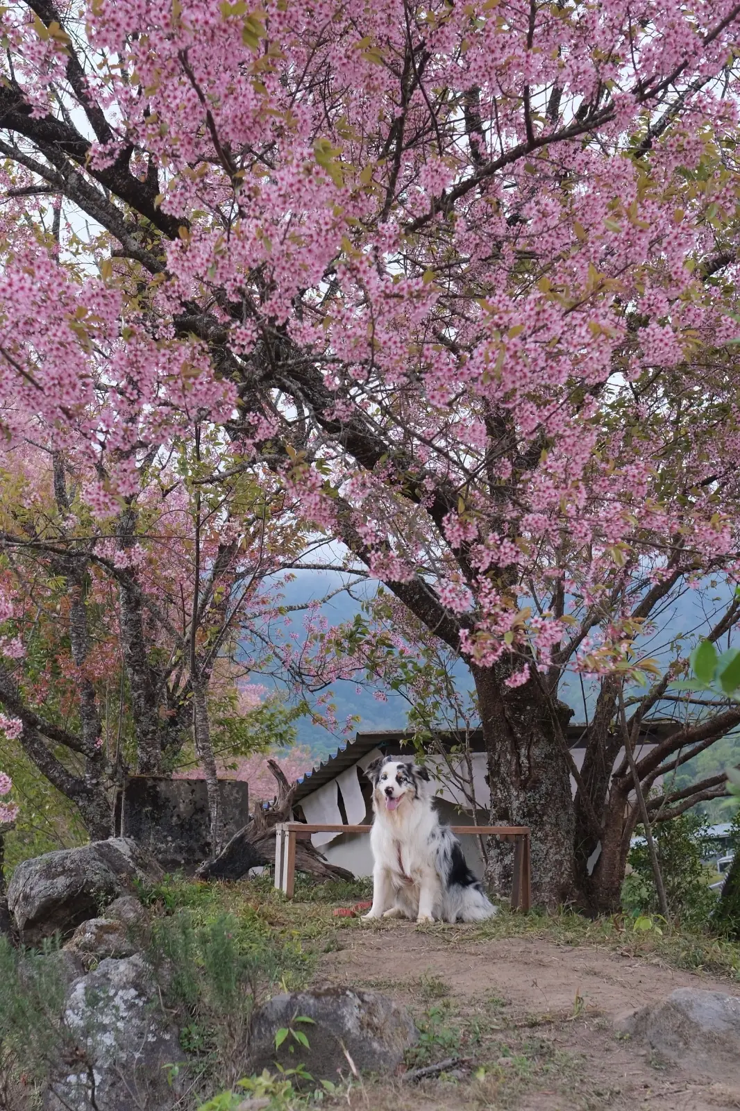 ไร่ชาดอยอินทนนท์ pets image 2