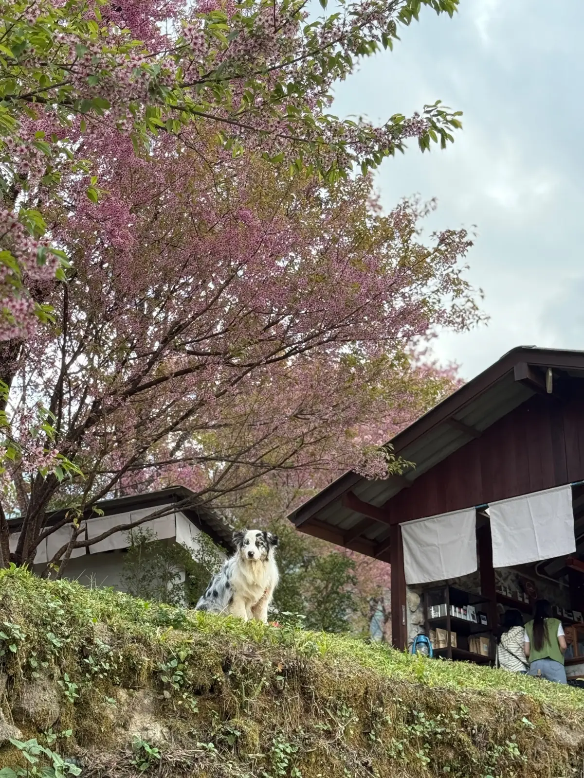 ไร่ชาดอยอินทนนท์ pets image 3