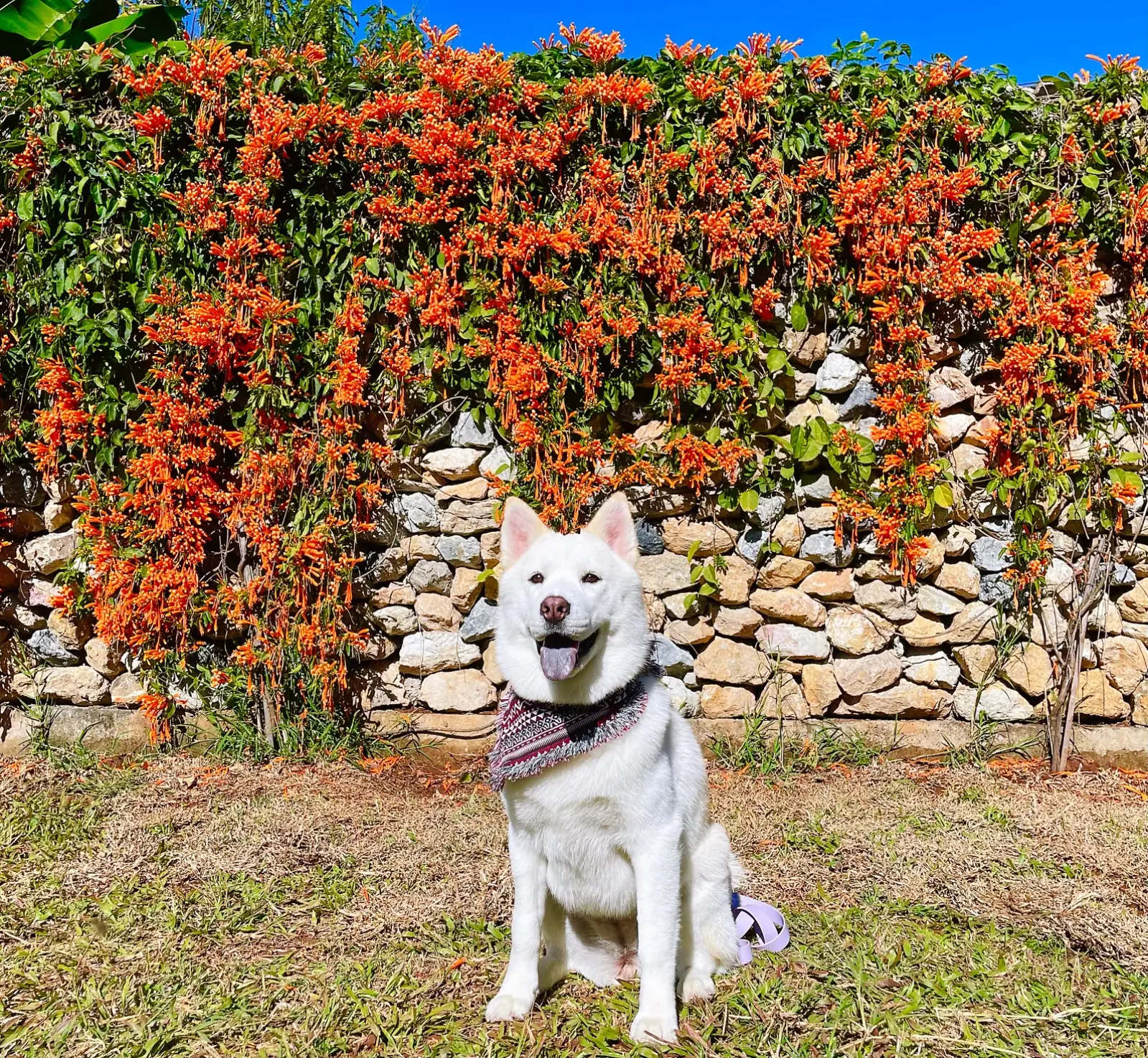 ม่อนจ๊อด pets image 2