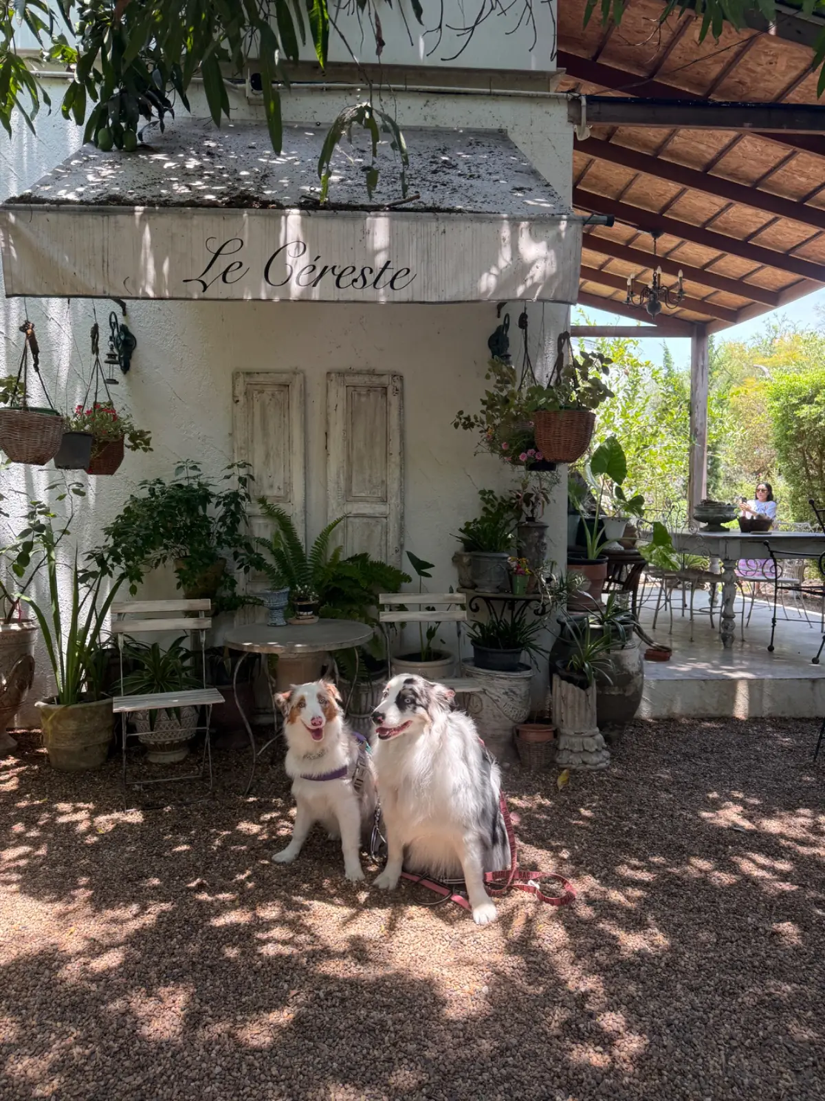 Le Cereste Cafe and Home Cooking pets image 3