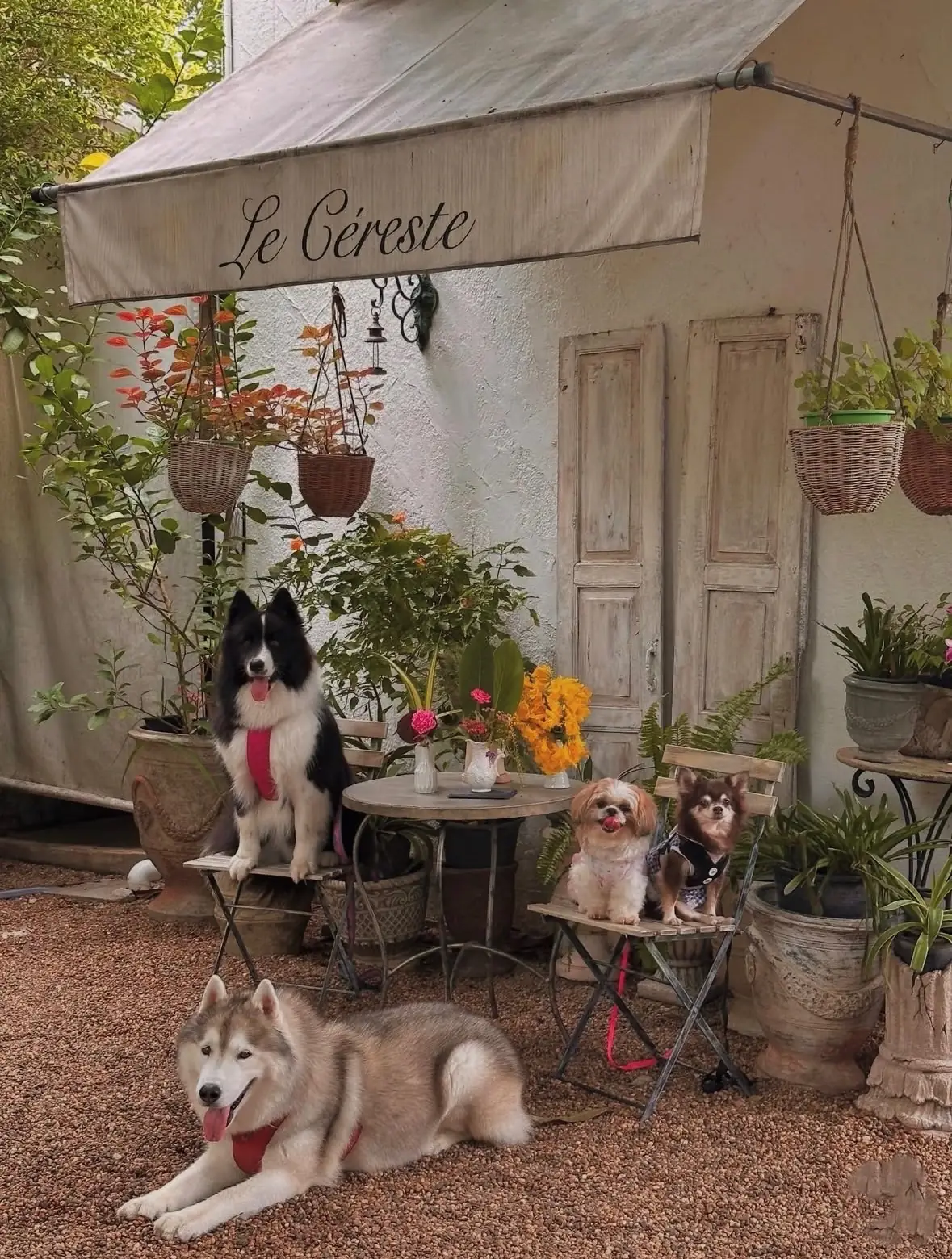 Le Cereste Cafe and Home Cooking pets image 2
