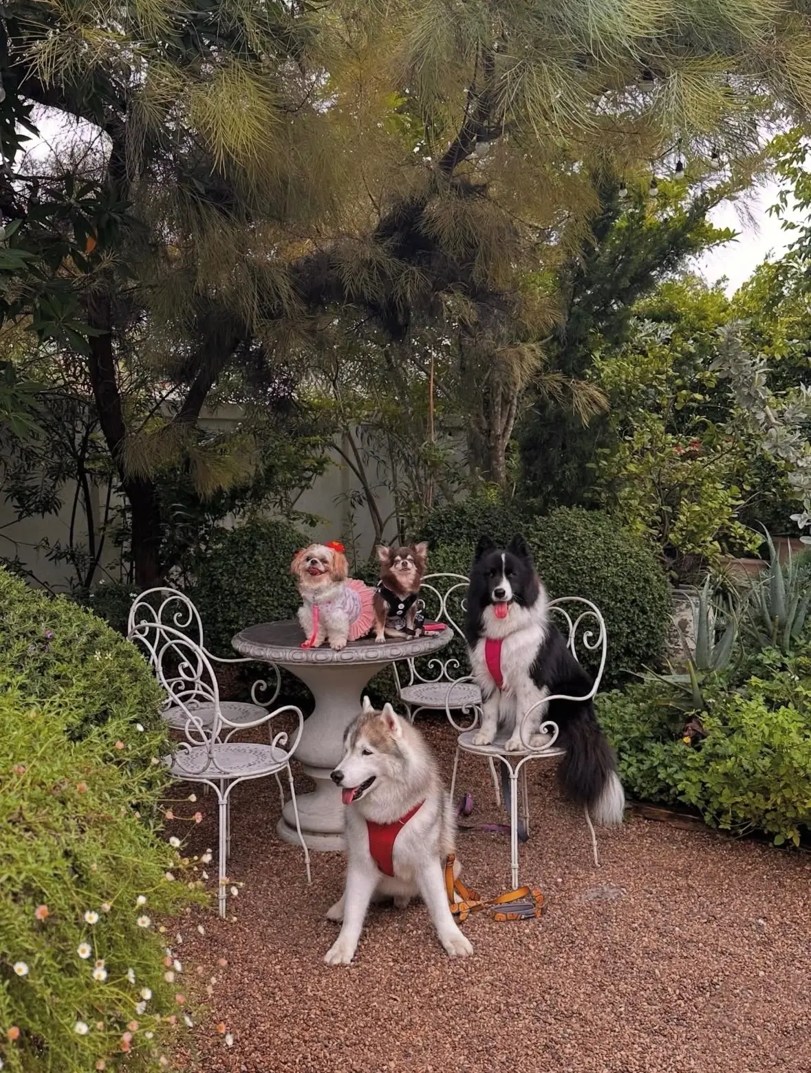 Le Cereste Cafe and Home Cooking pets image 1