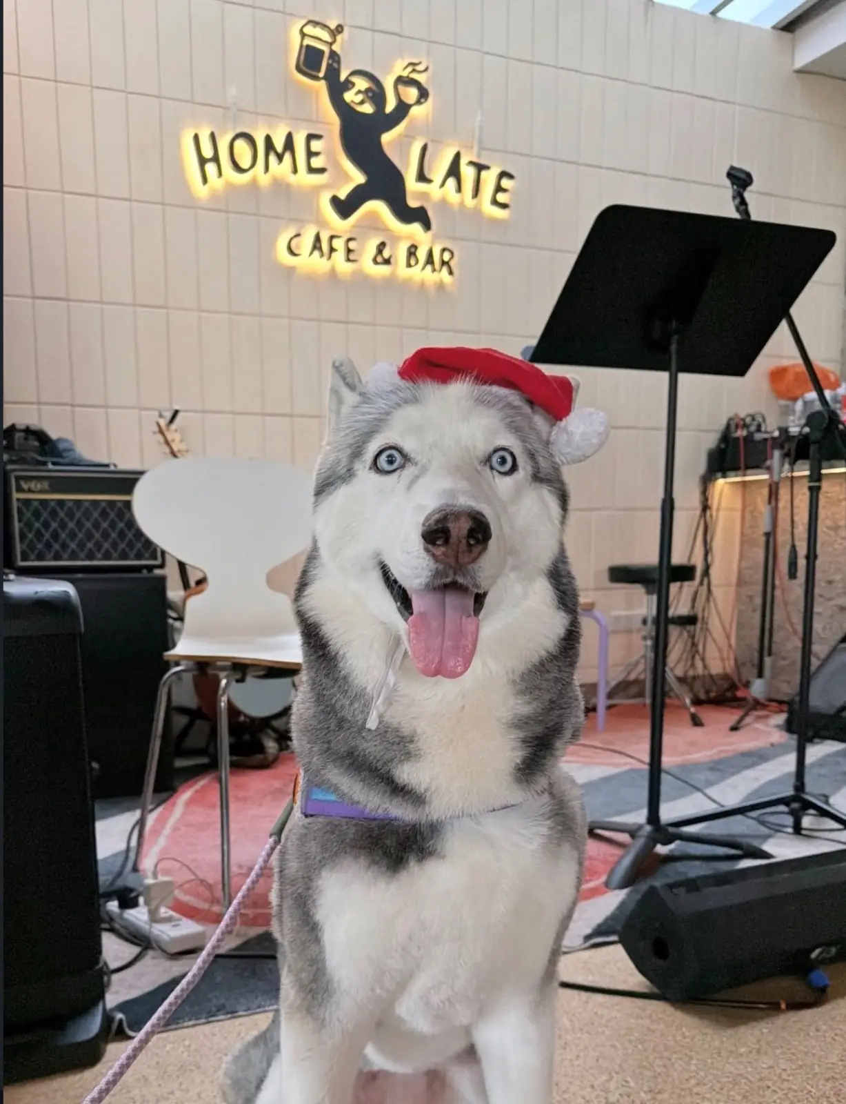 Homlet Bangkok pets image 2