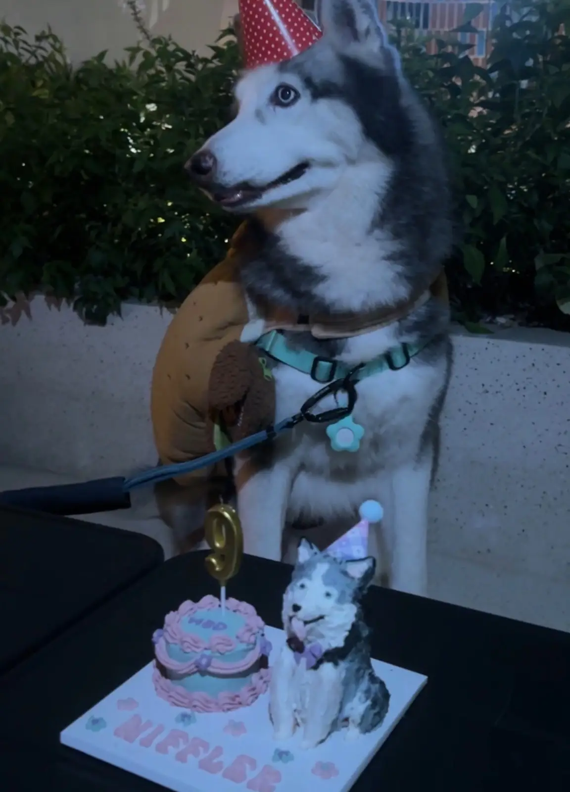 Homlet Bangkok pets image 1