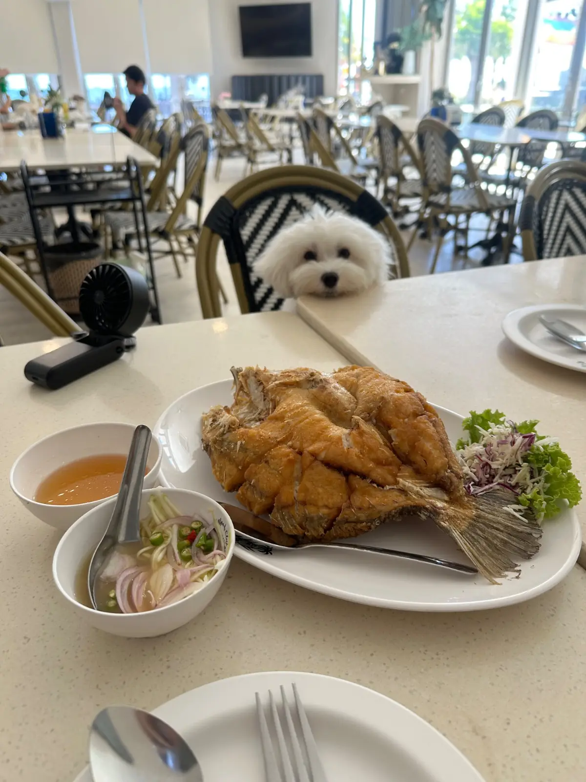 ซีฟู้ดคลับ บางแสน pets image 3