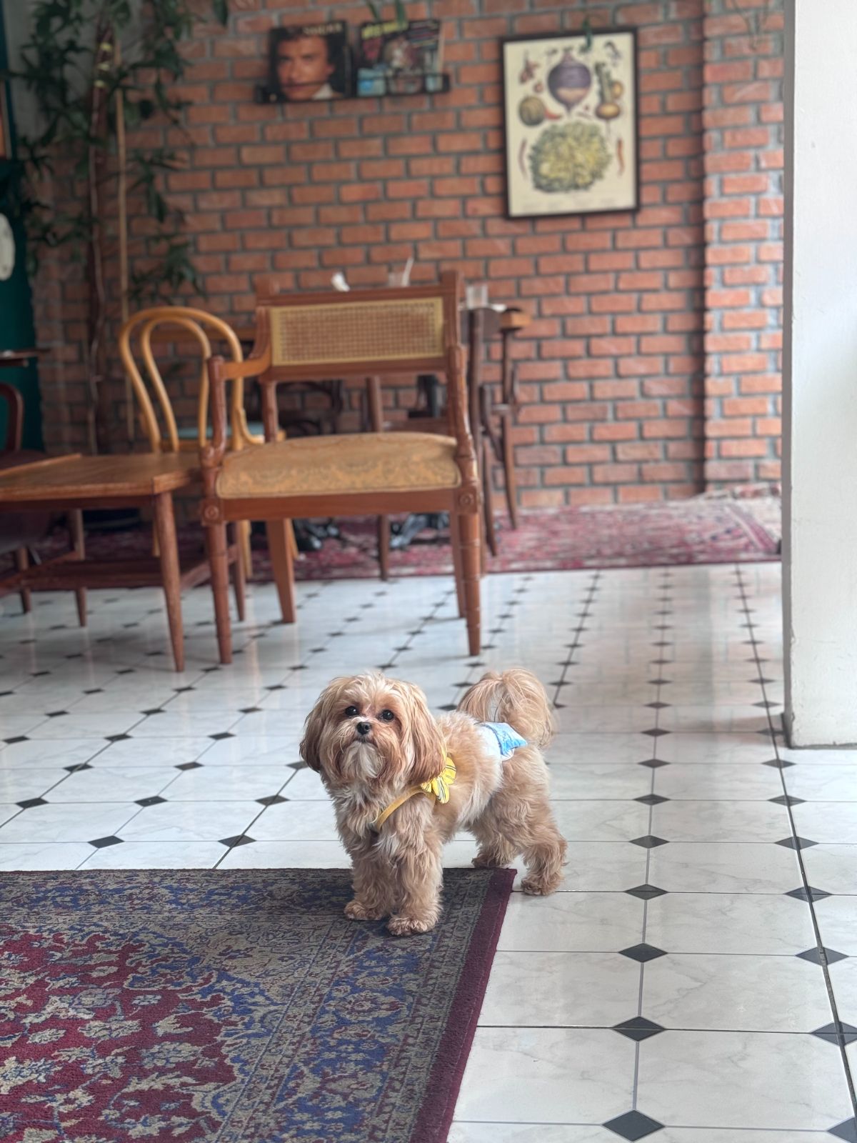 Popote French bistro & cafe pets image 1