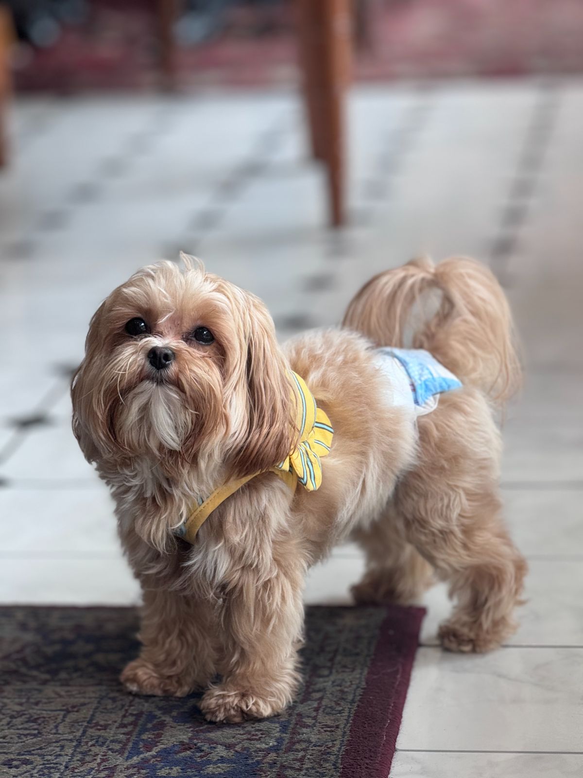 Popote French bistro & cafe pets image 2