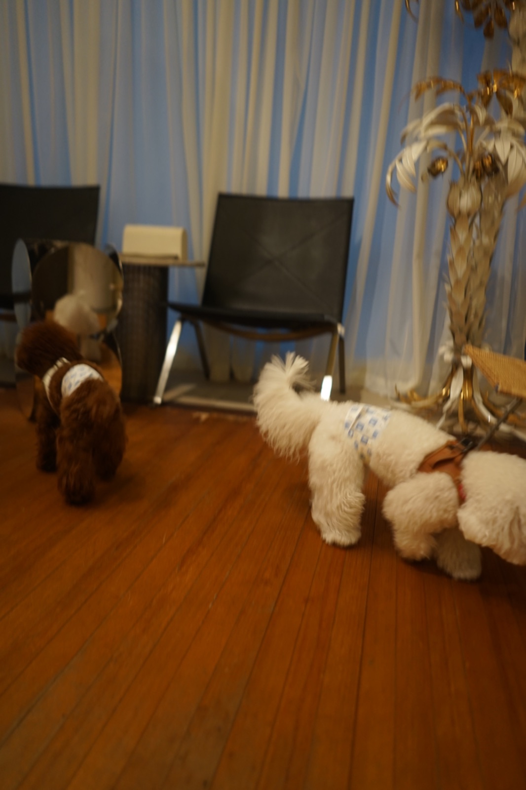 Envilli pets image 1