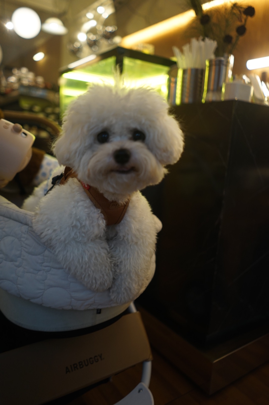 Envilli pets image 2