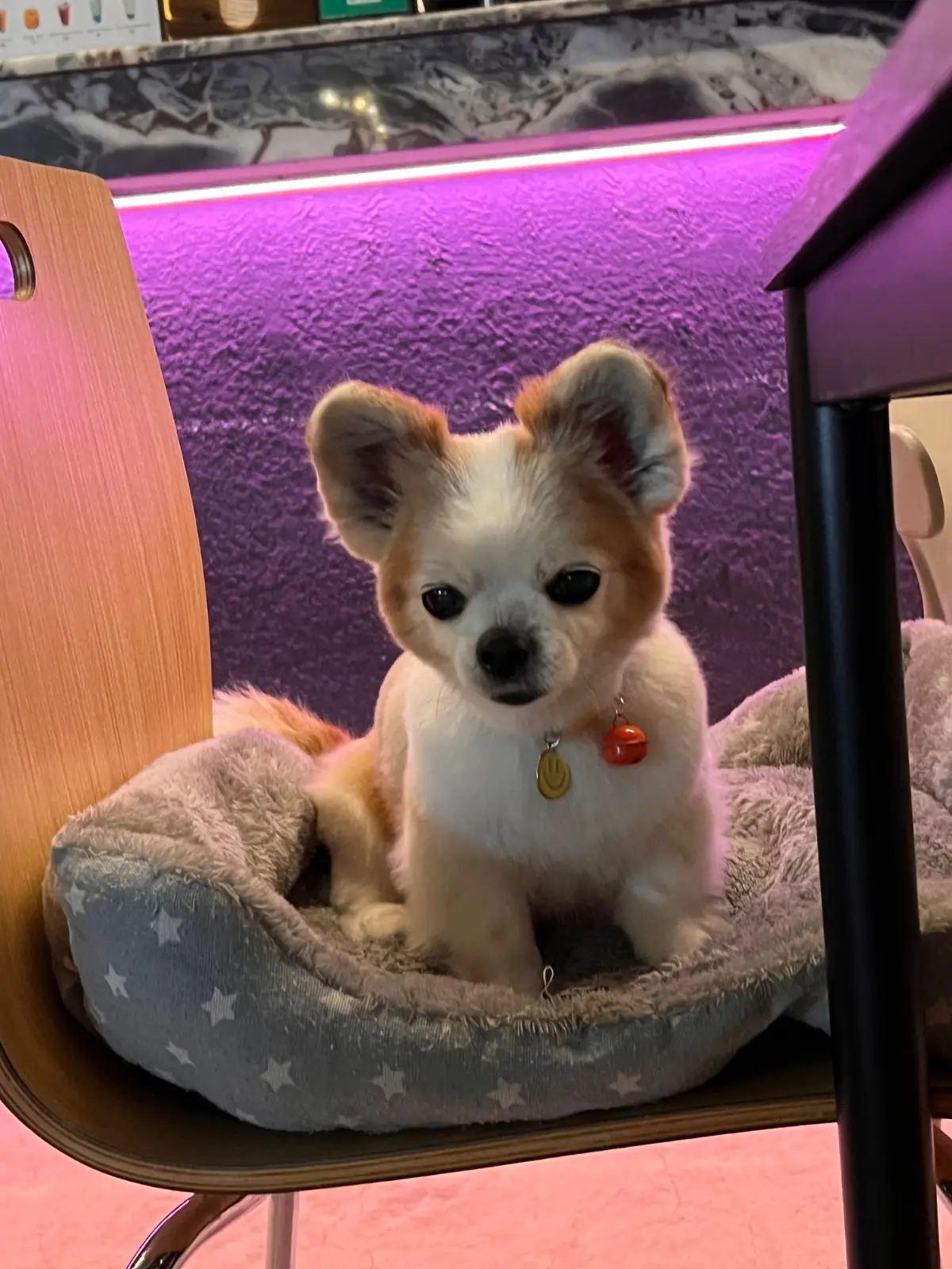 Dog's Dream other image 1