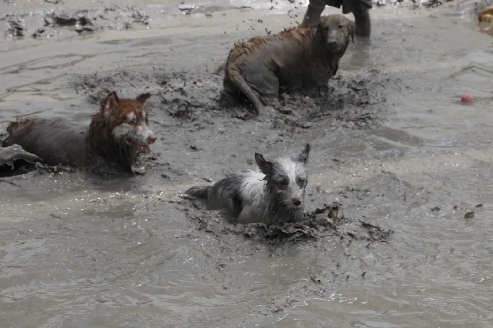 Dog's Dream pets image 4