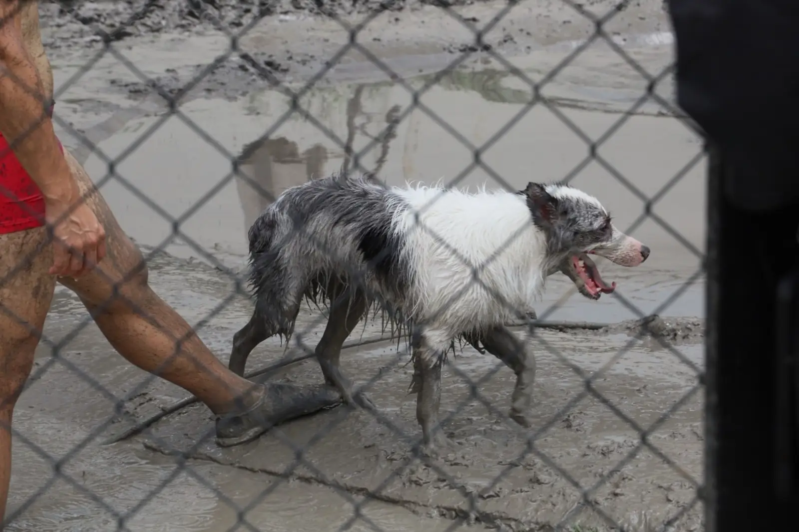 Dog's Dream pets image 9