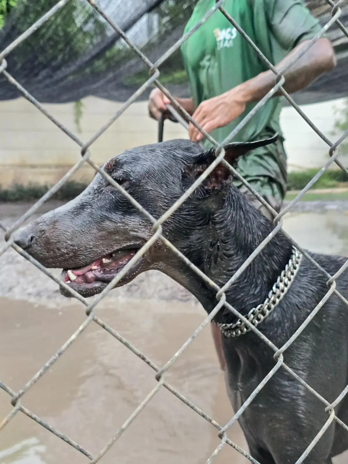 Dog's Dream pets image 2