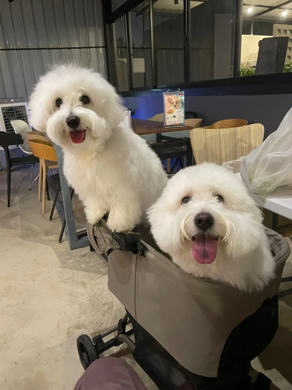 Dog's Dream pets image 12