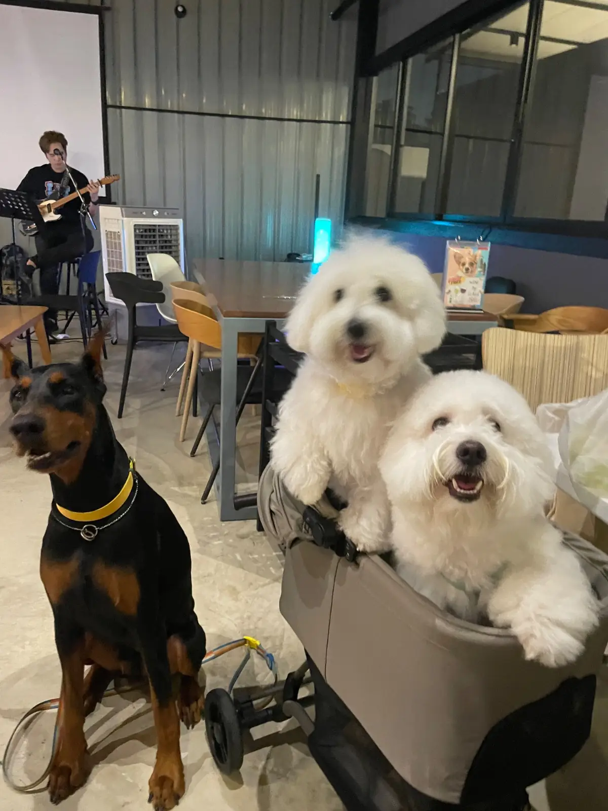 Dog's Dream pets image 5