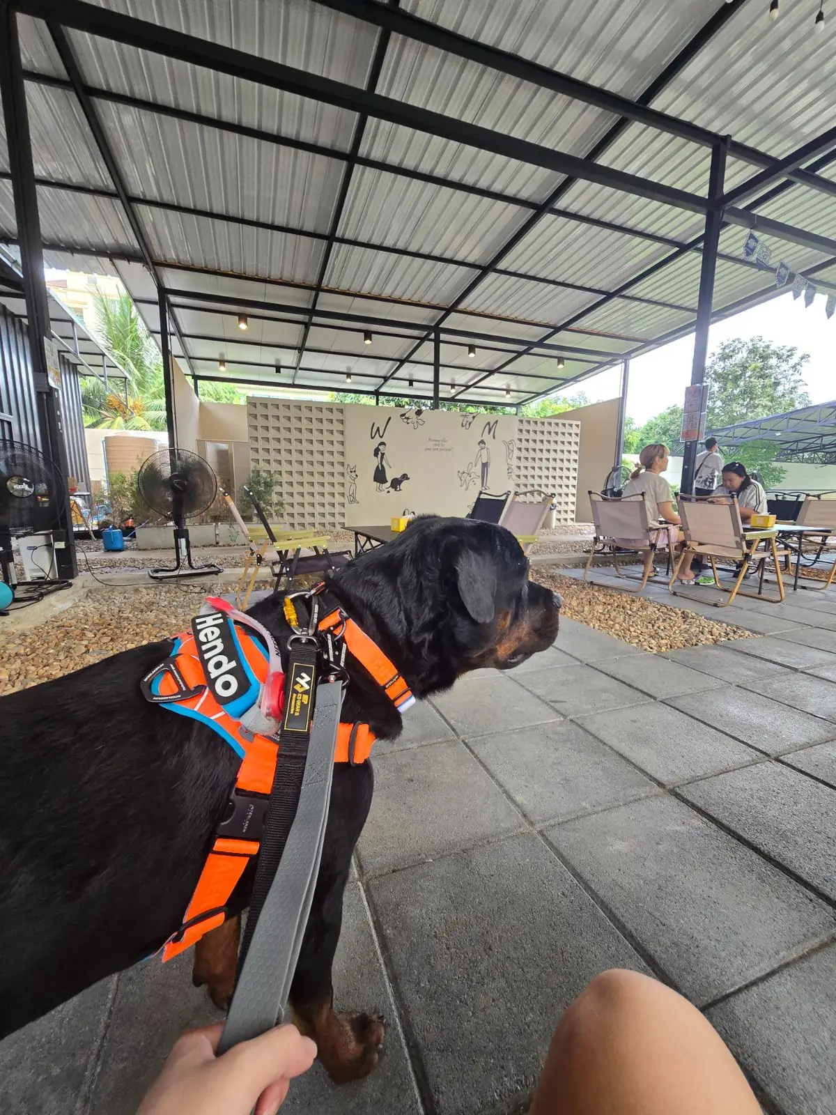 Dog's Dream pets image 15