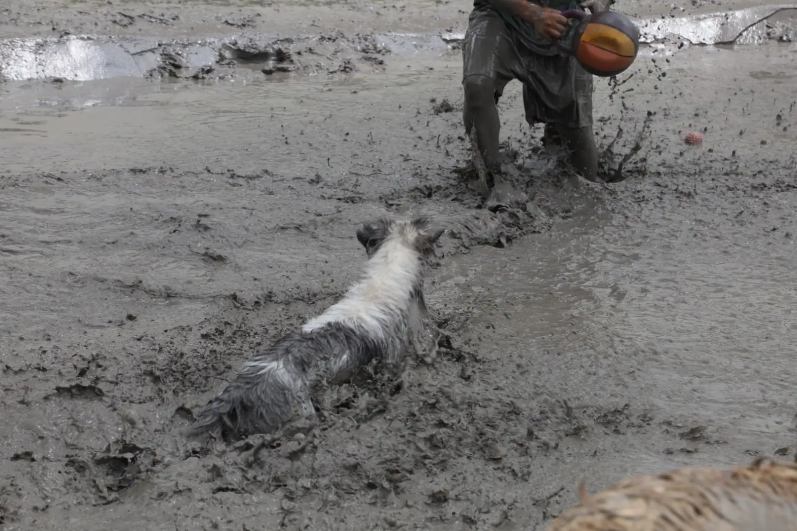 Dog's Dream pets image 8