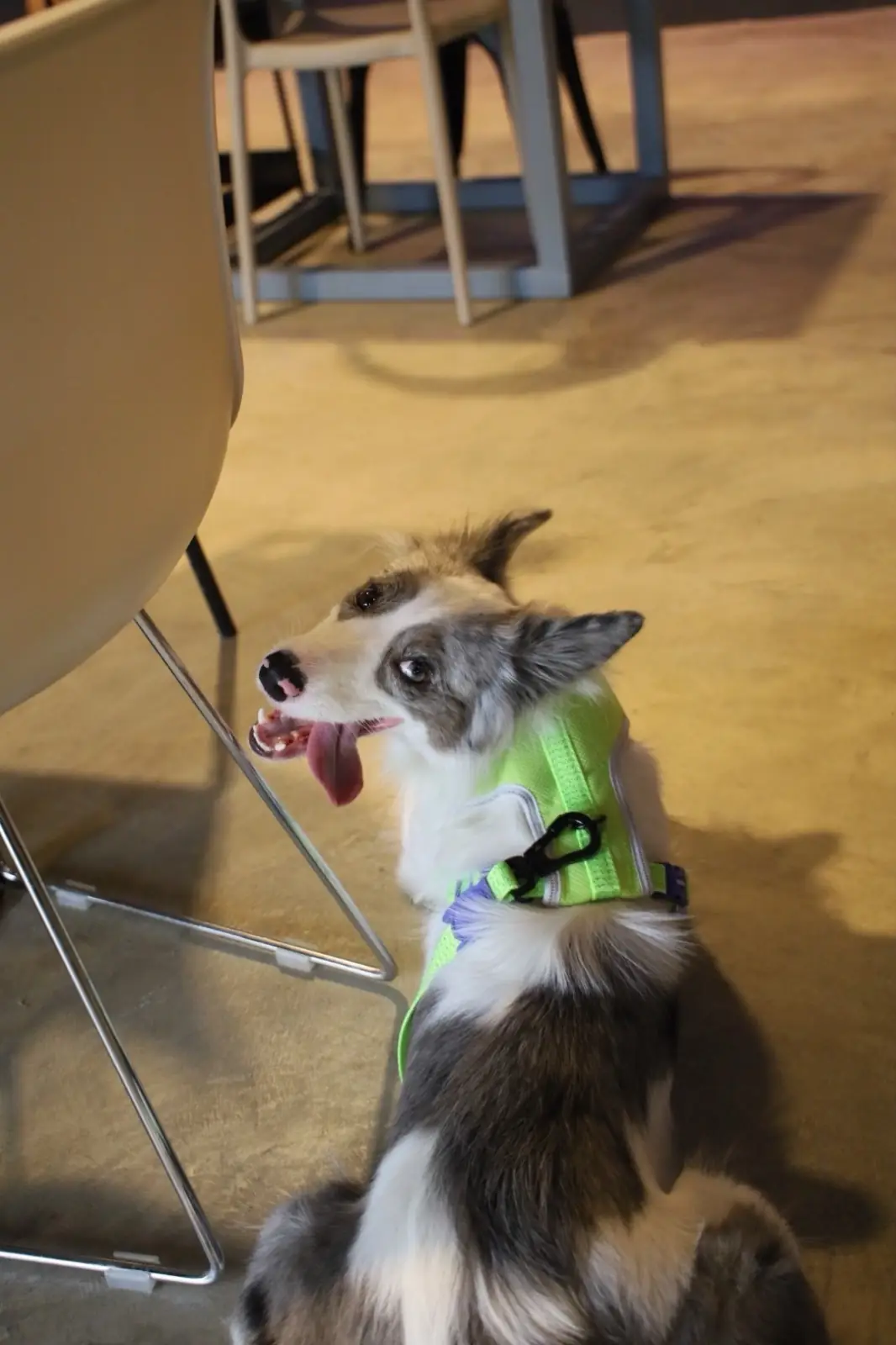 Dog's Dream pets image 5